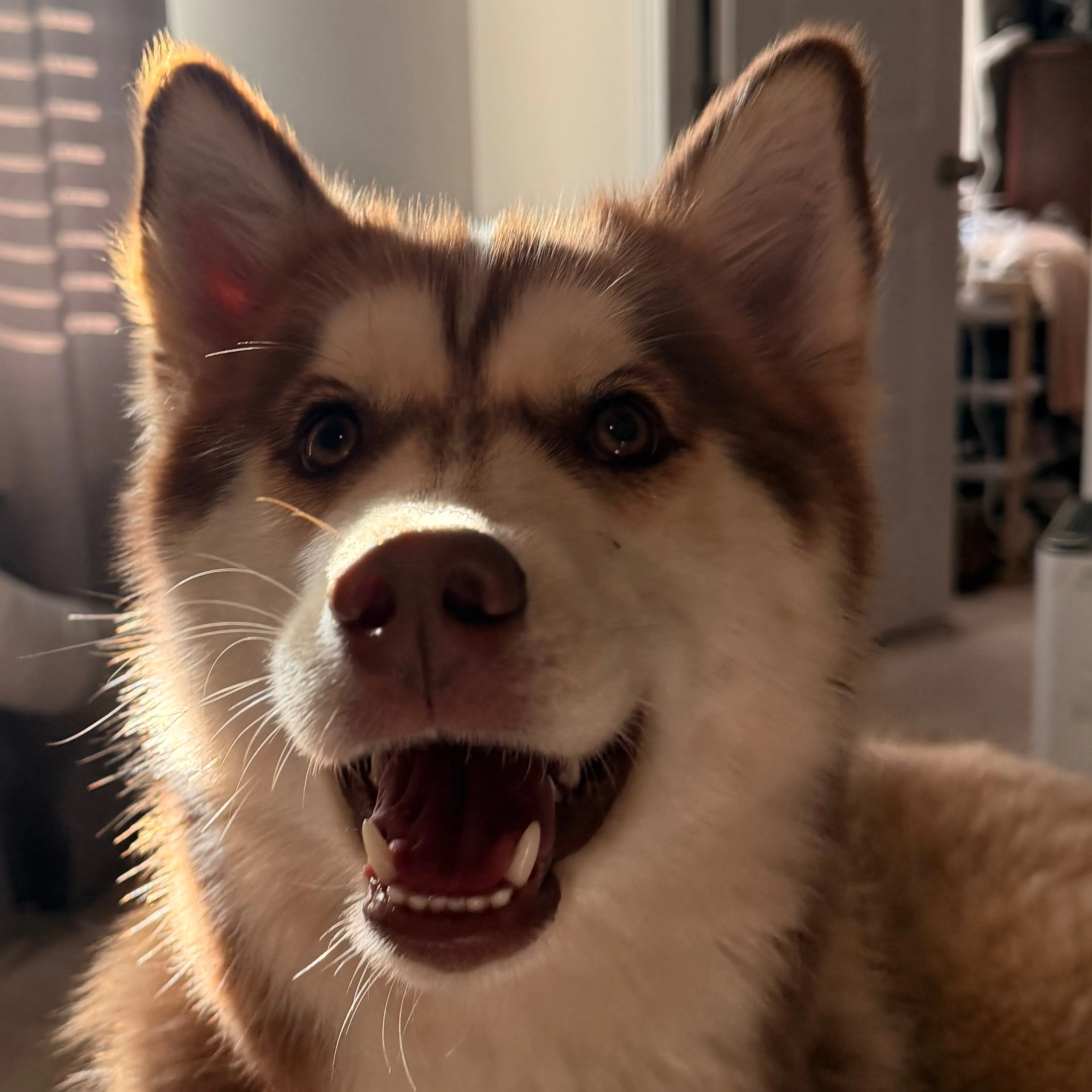 Lost pet-2