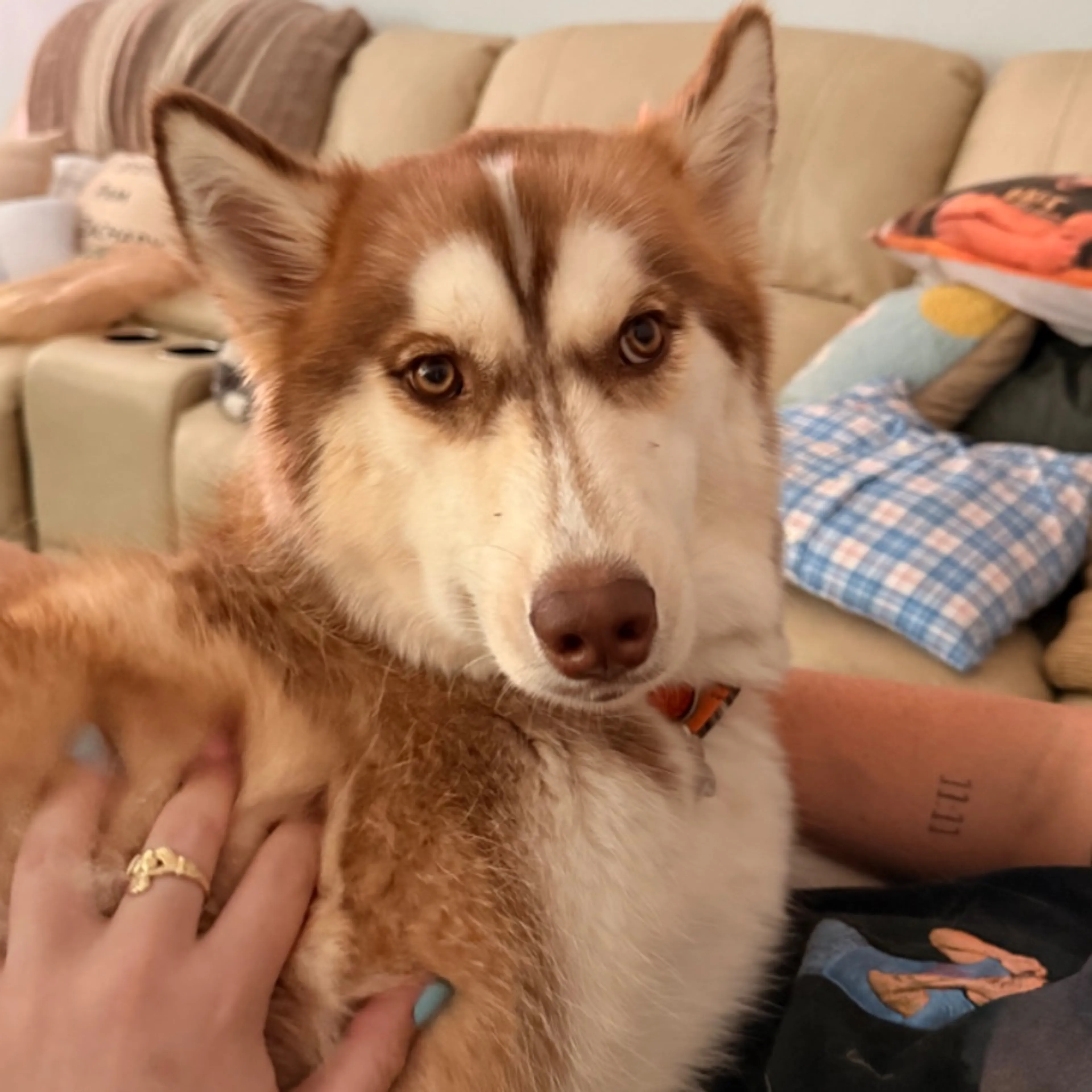 Lost pet-0