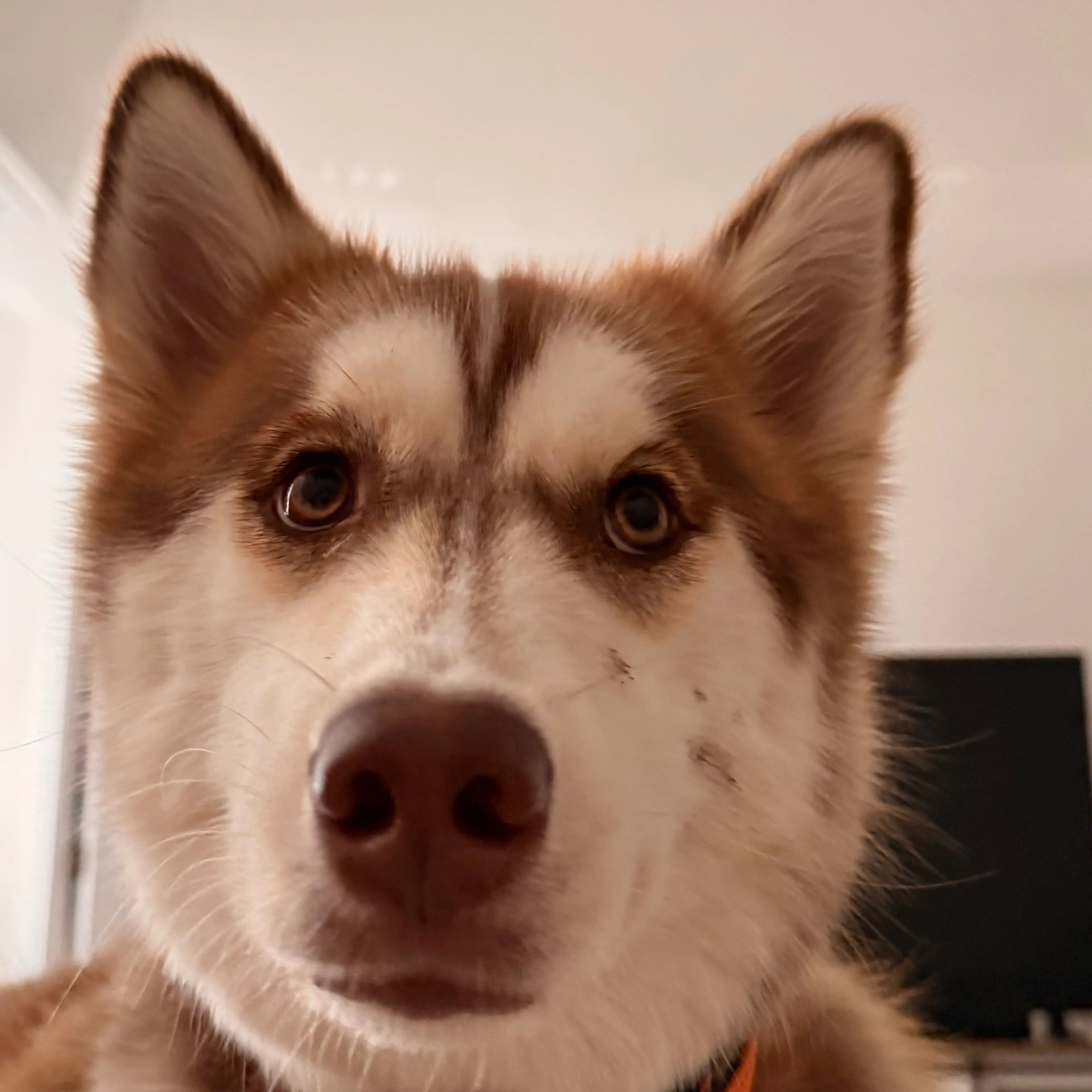 Lost pet-3