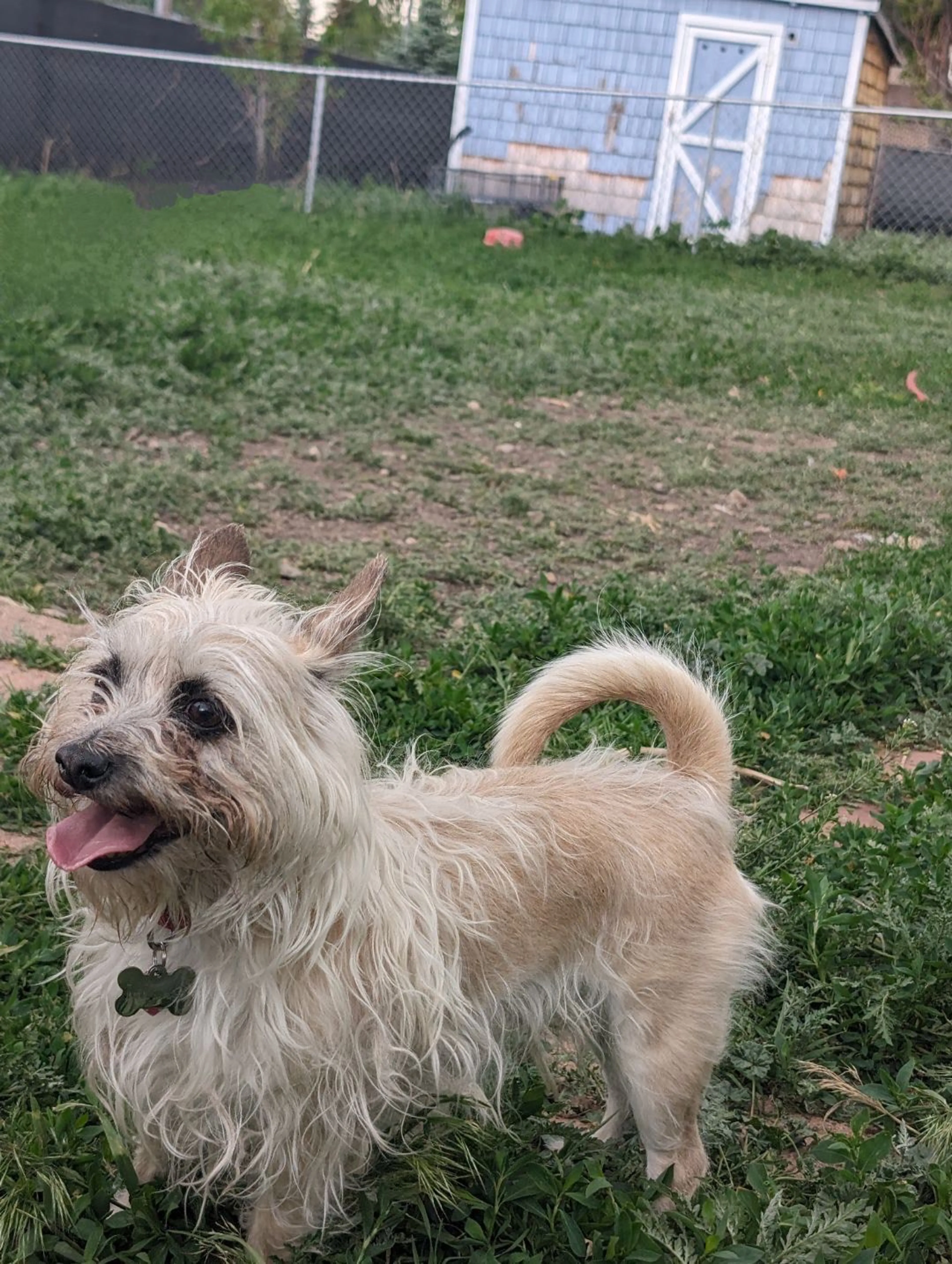 Lost pet