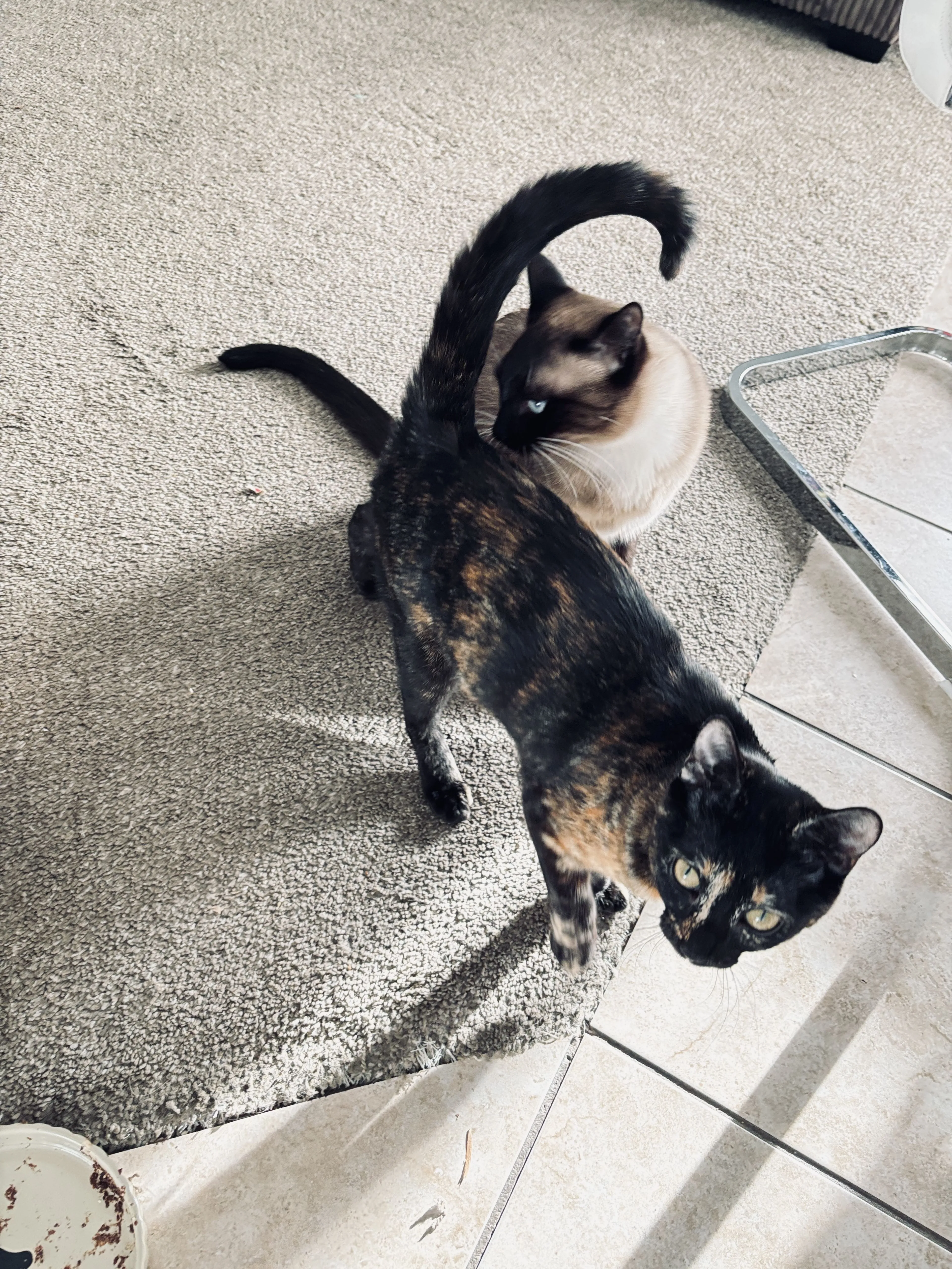Lost pet