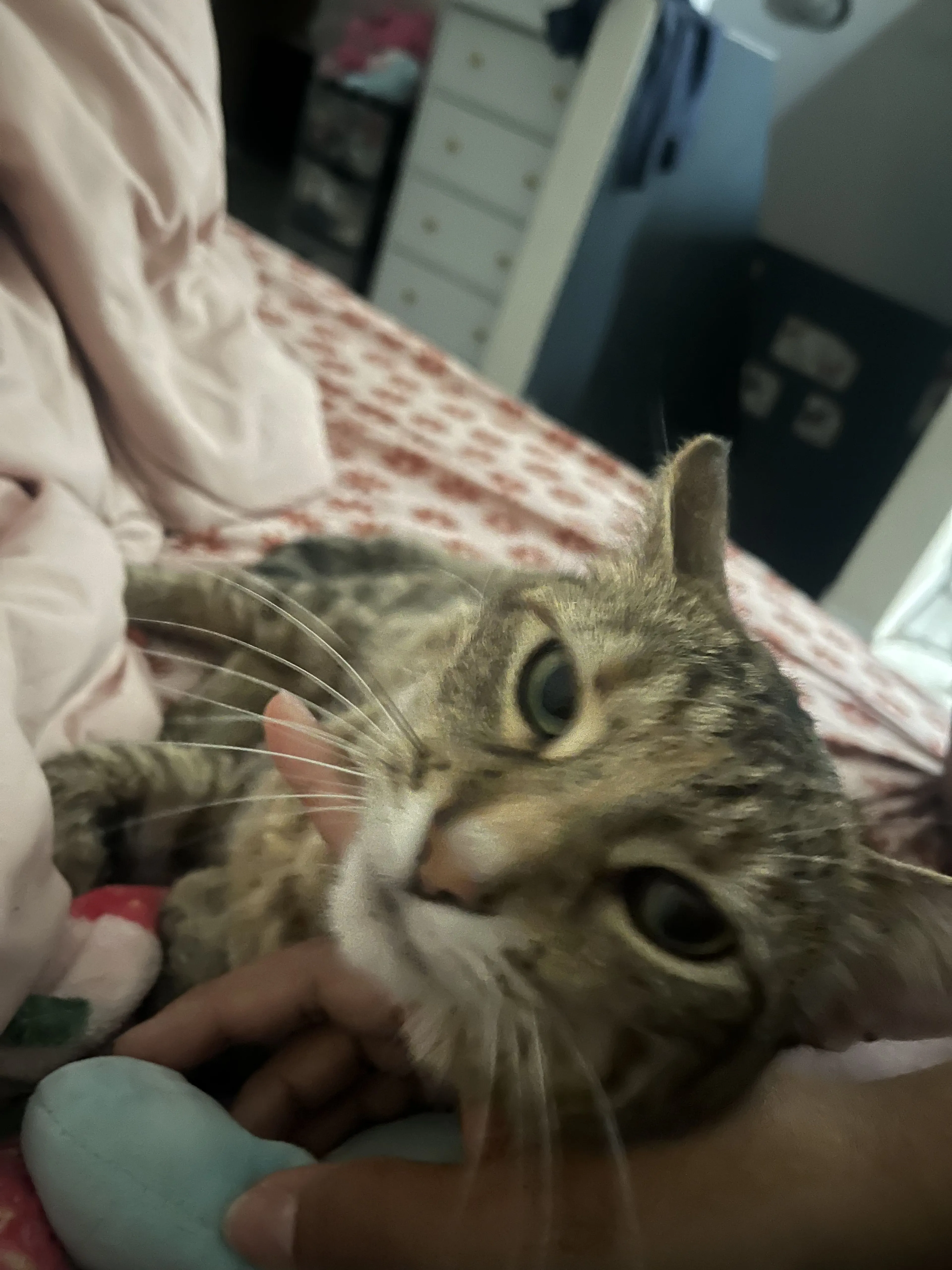 Lost pet-1