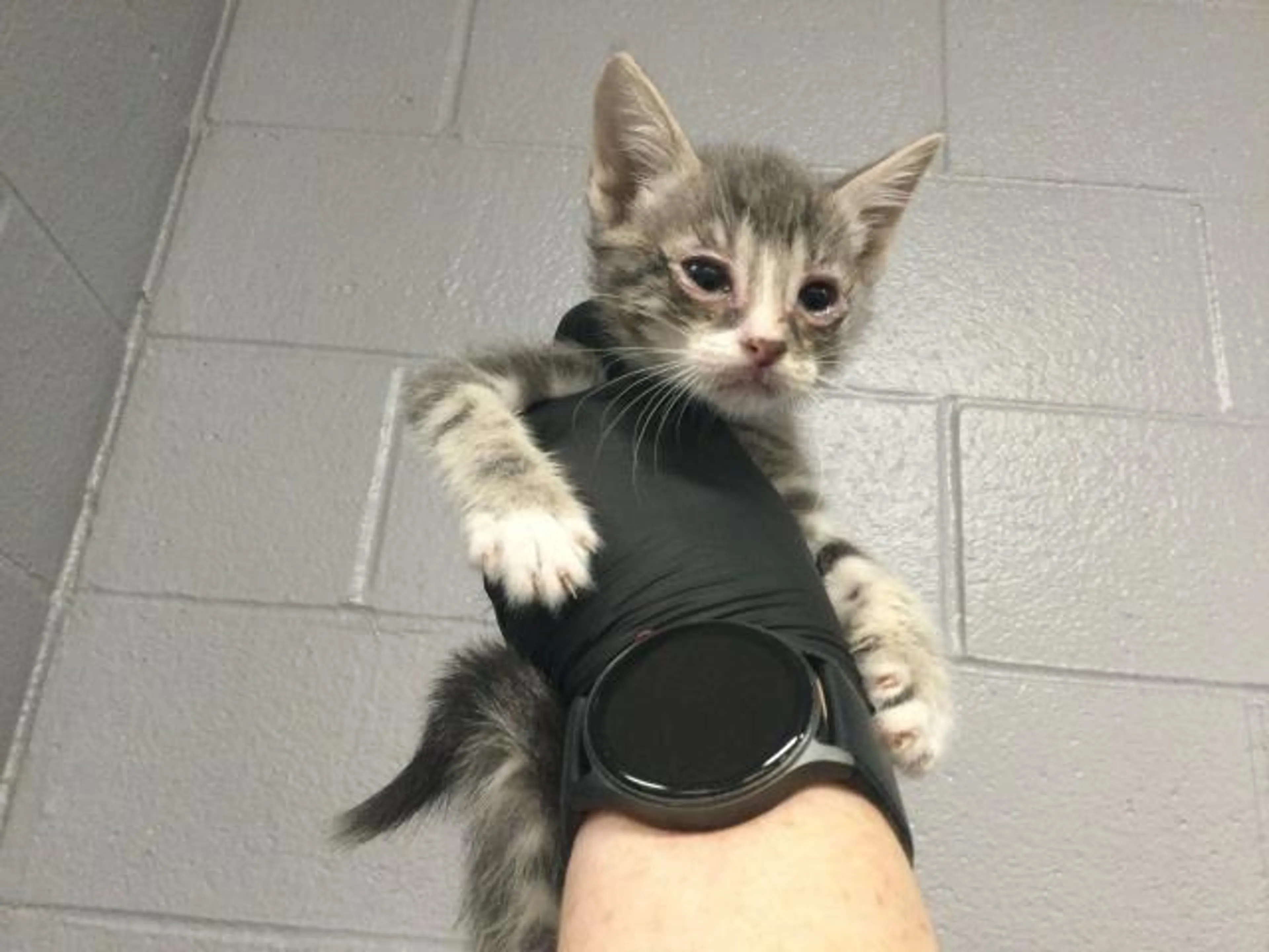 Found pet