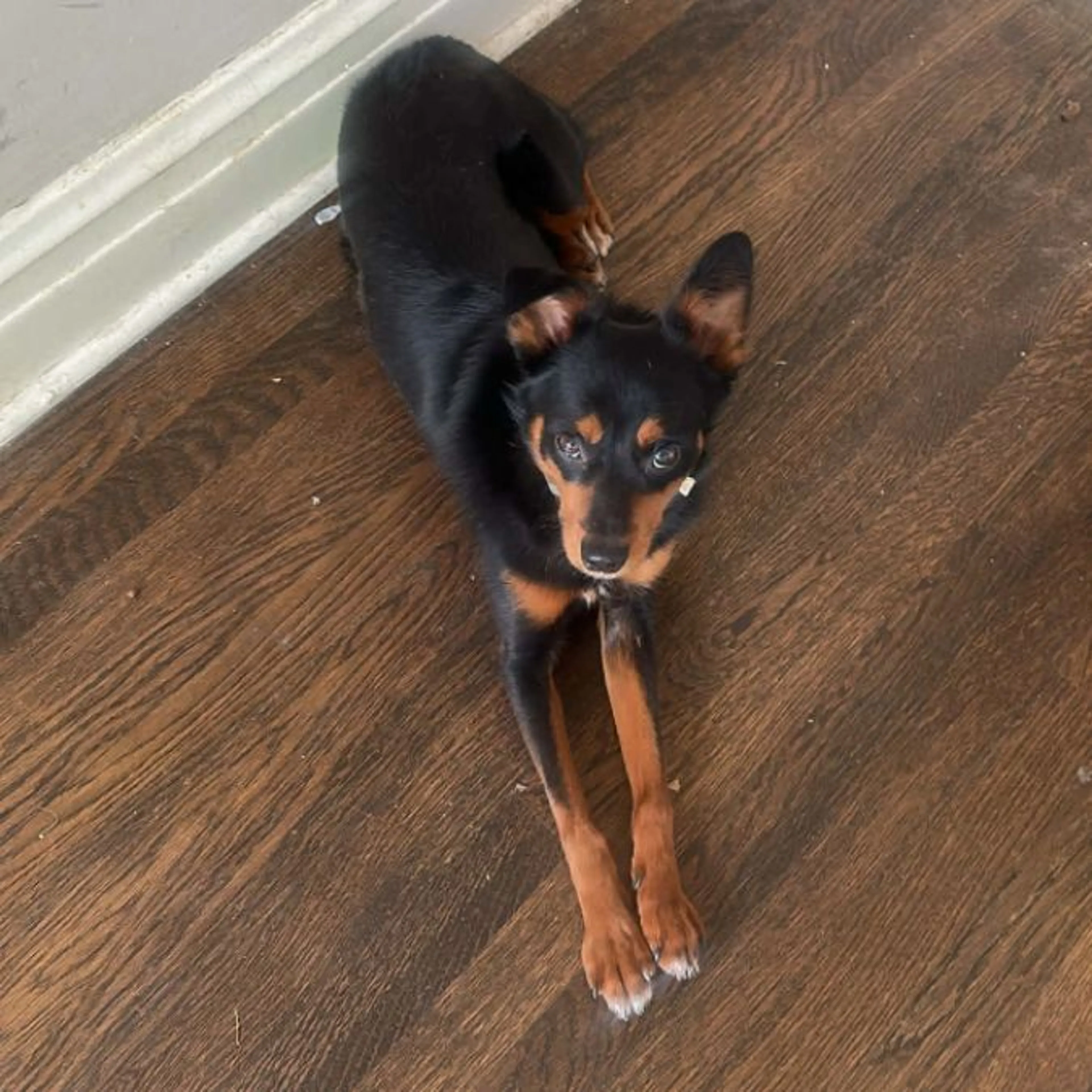 Lost pet