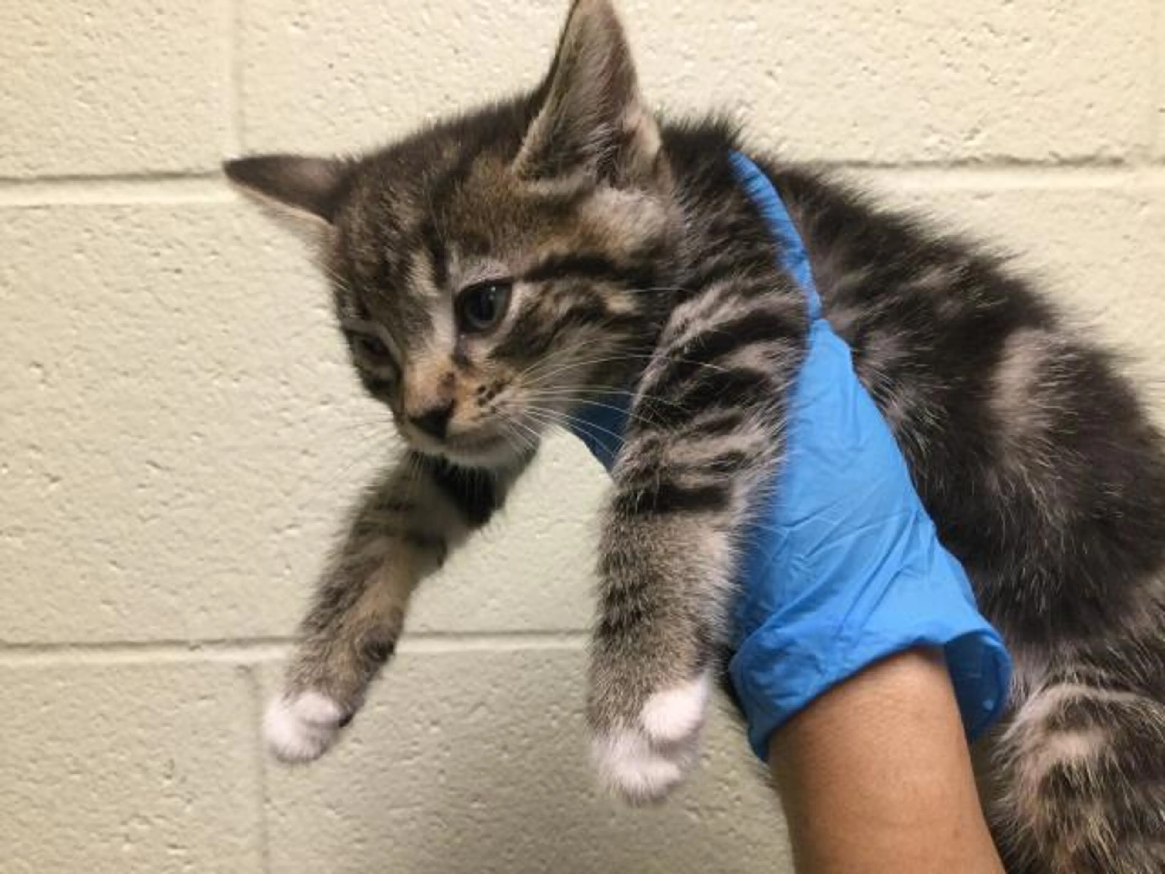 Found pet