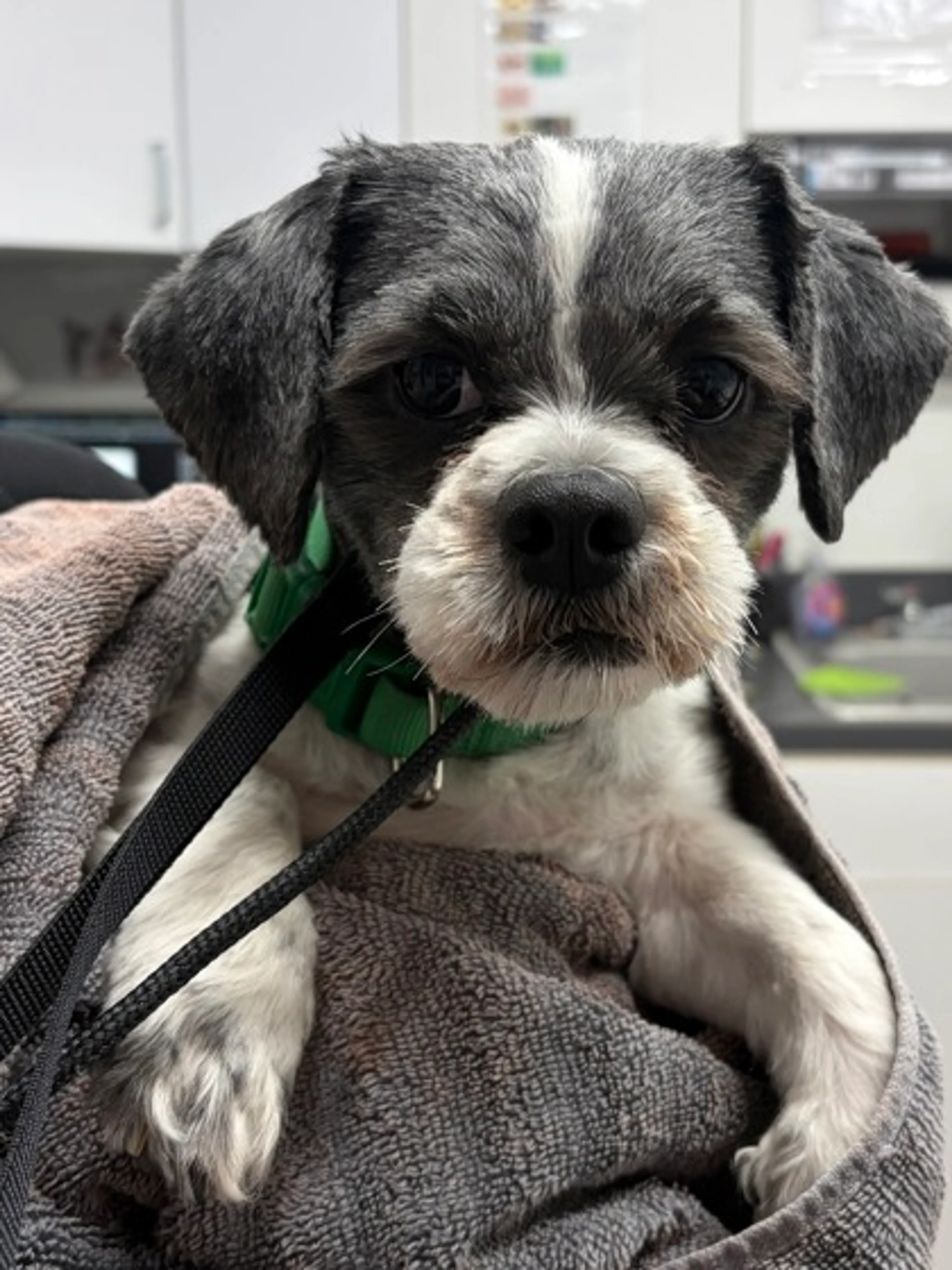 Found pet