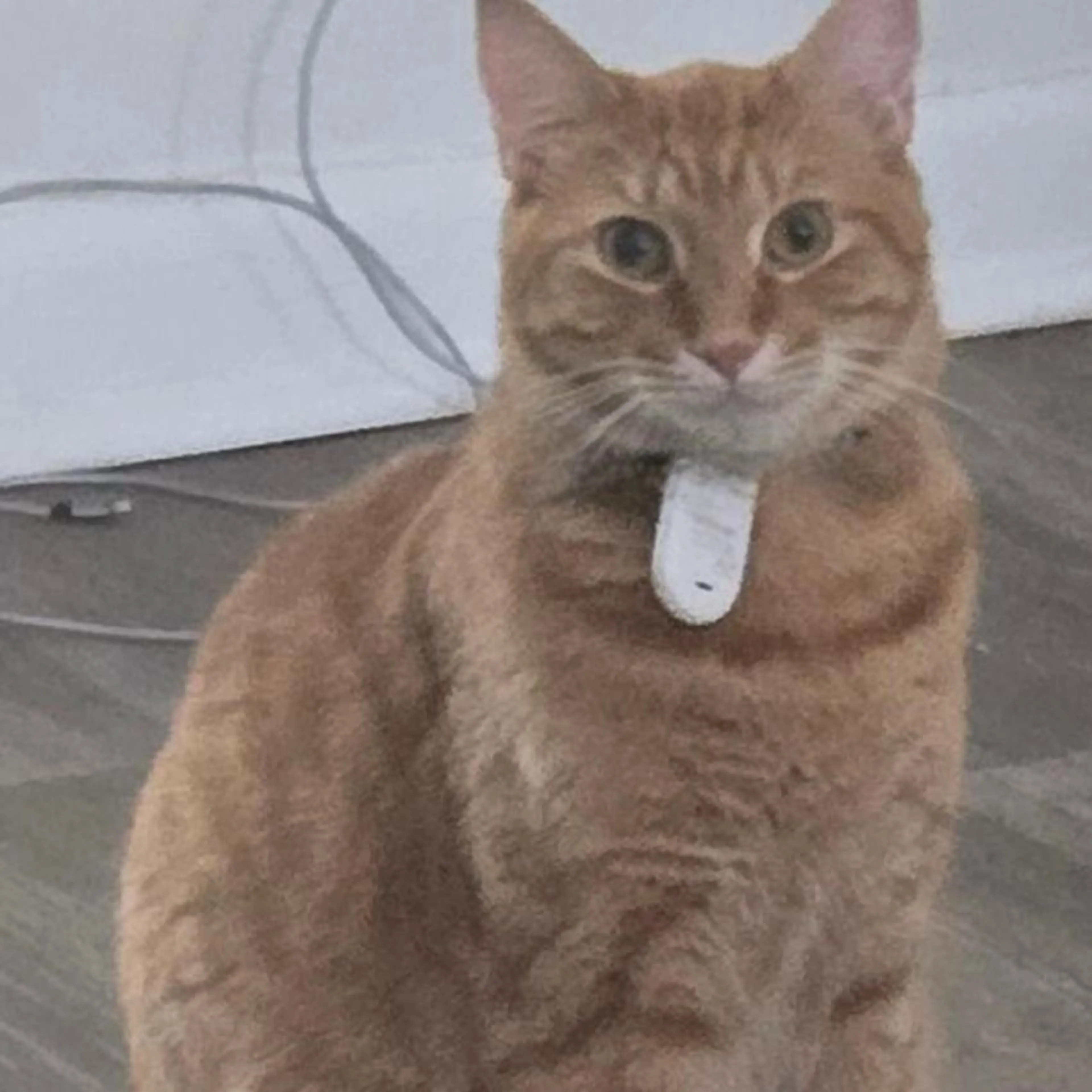 Lost pet