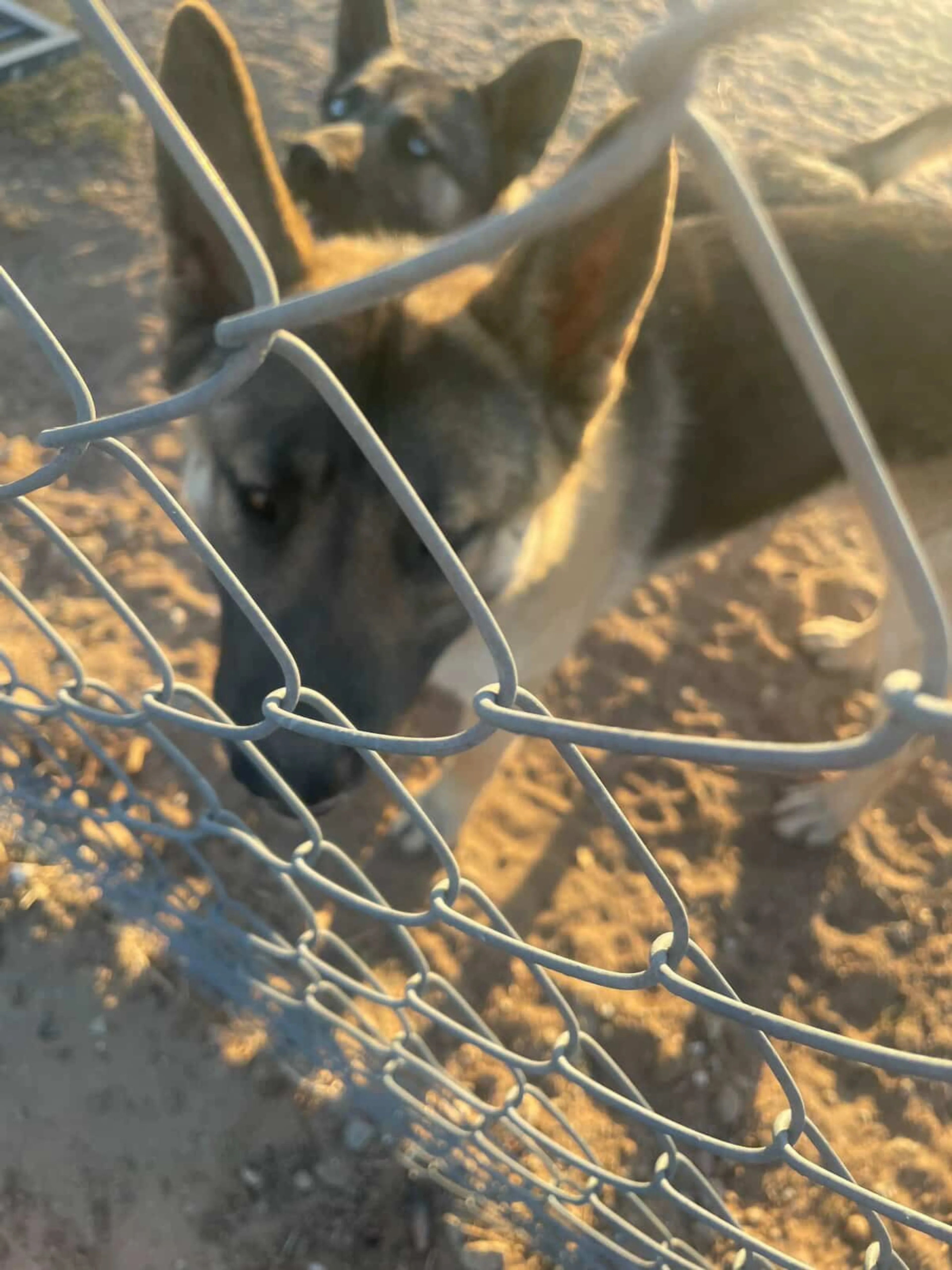 Lost pet-0