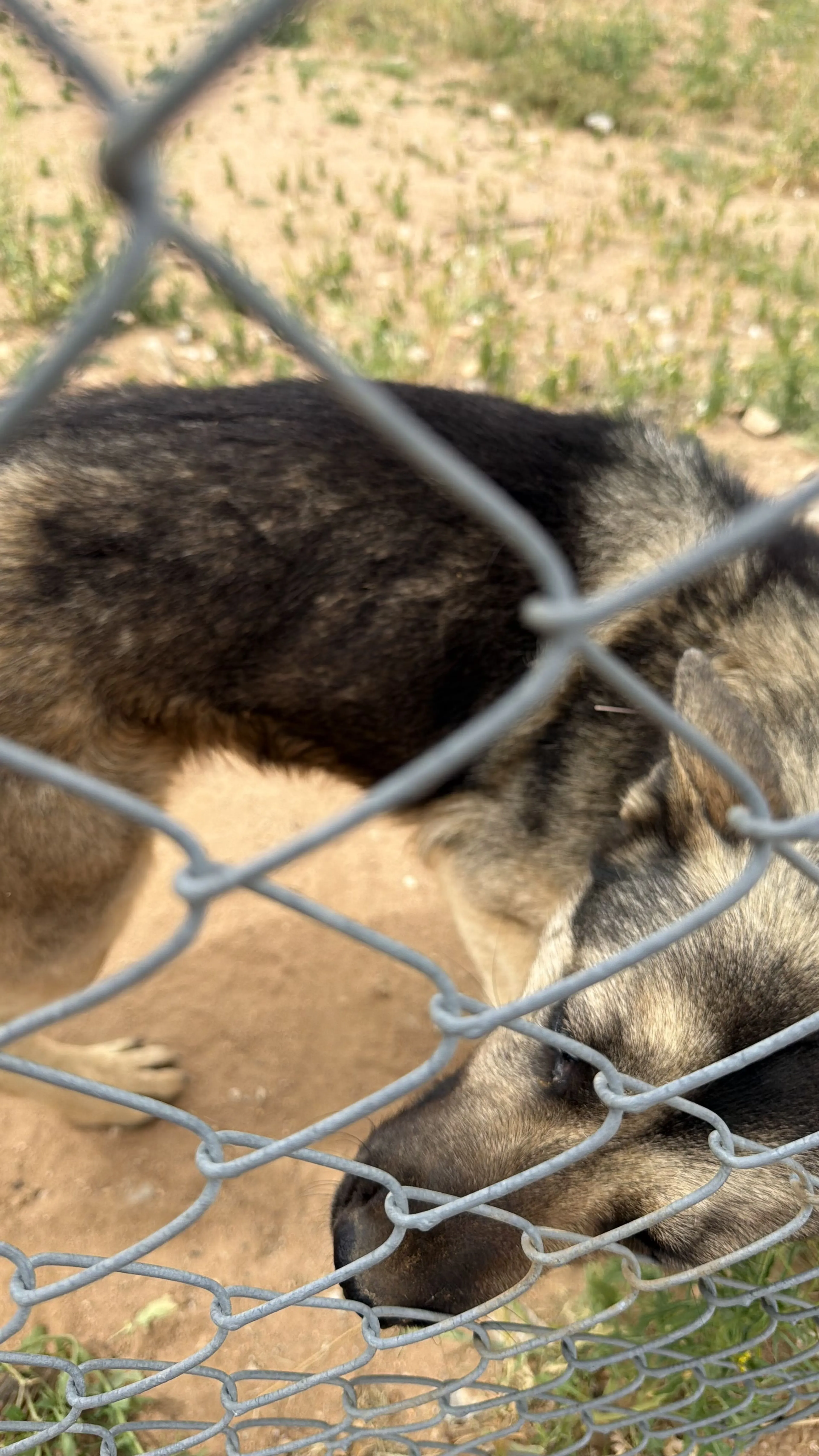 Lost pet-2