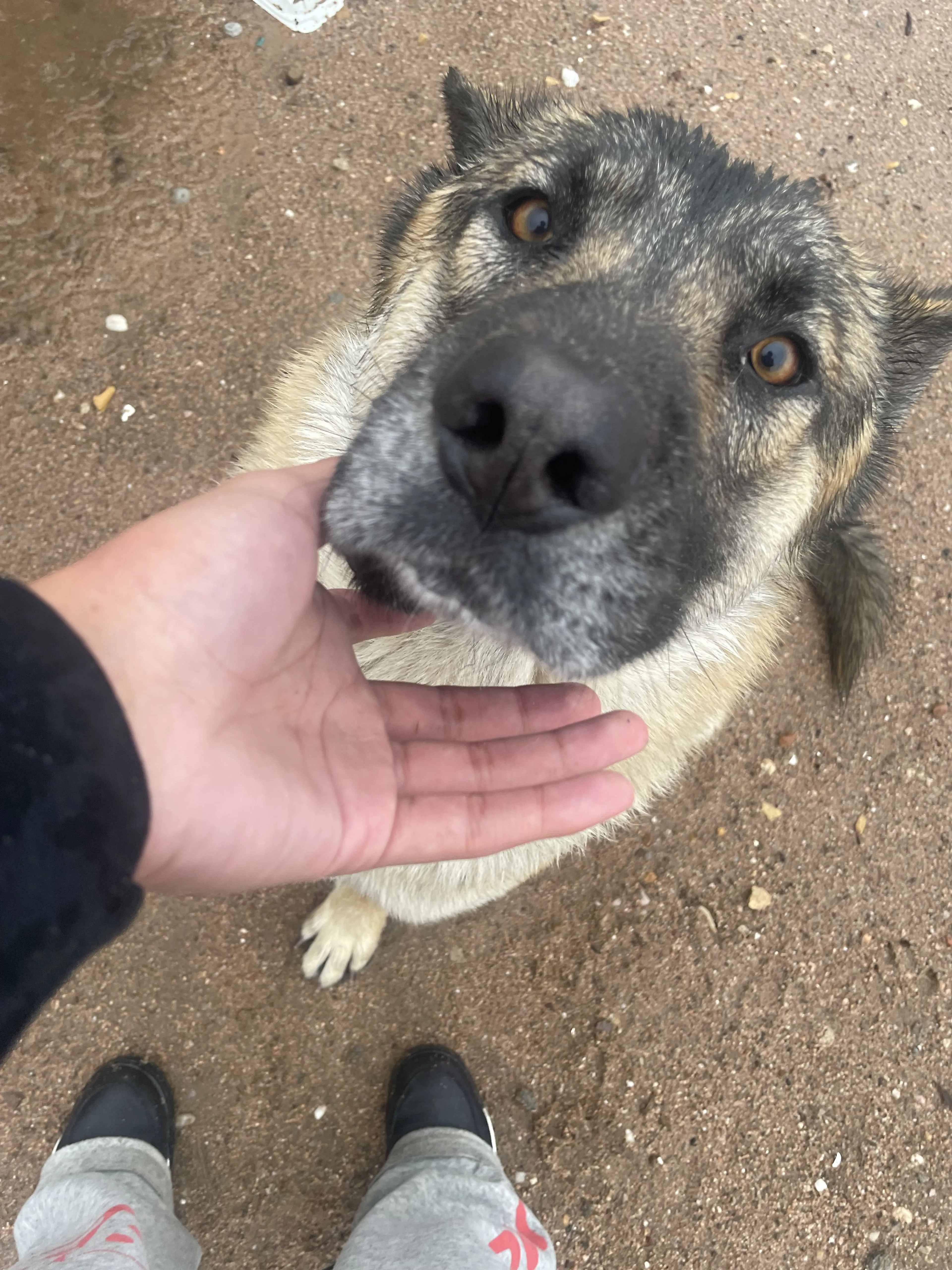 Lost pet-1