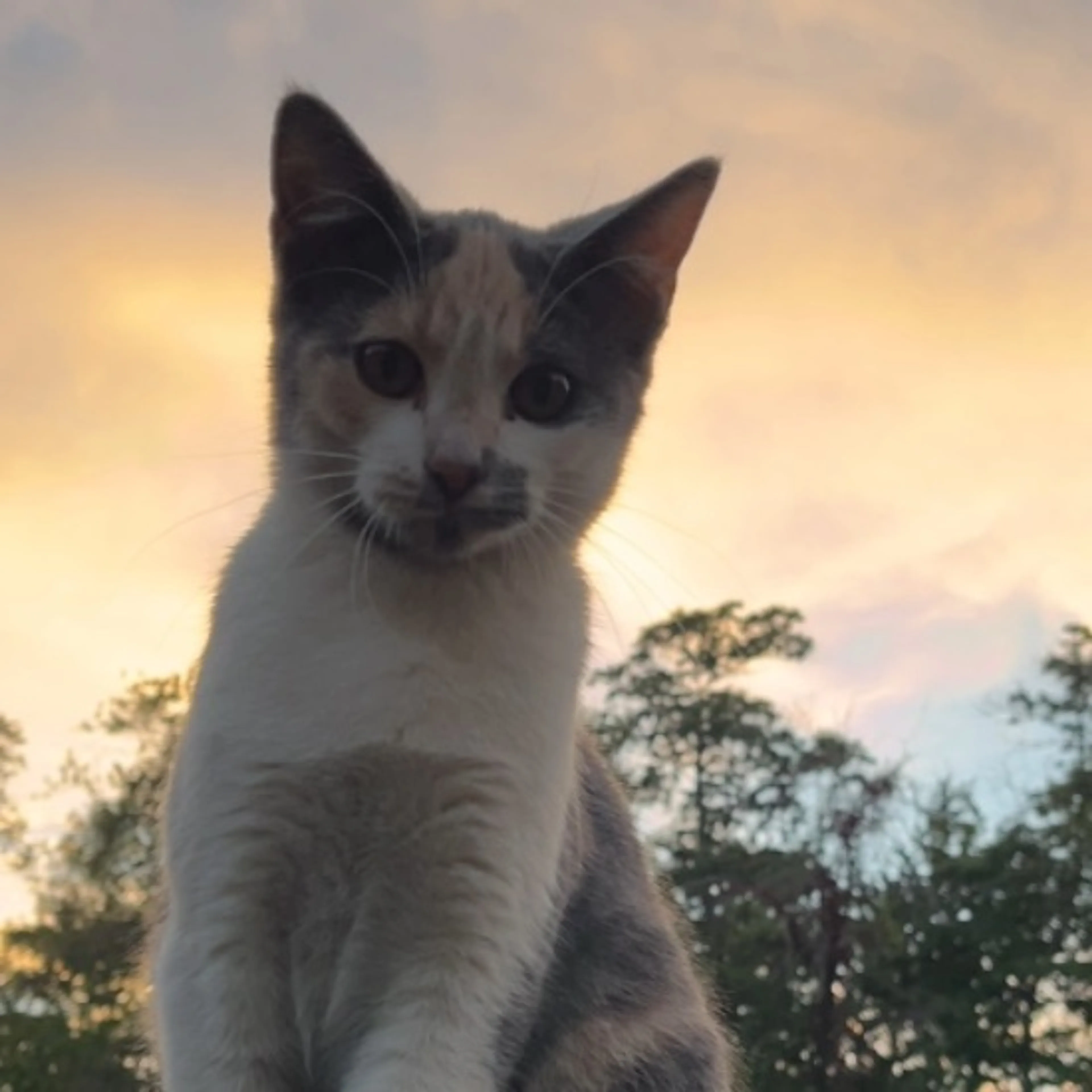Lost pet