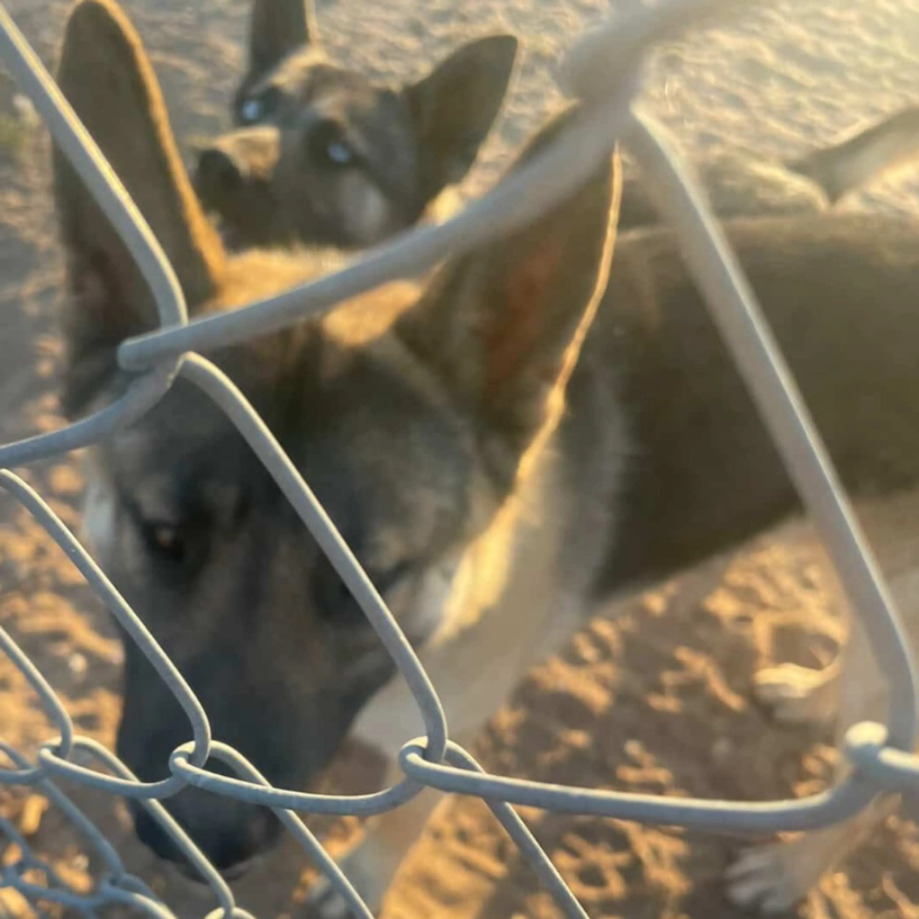Lost pet