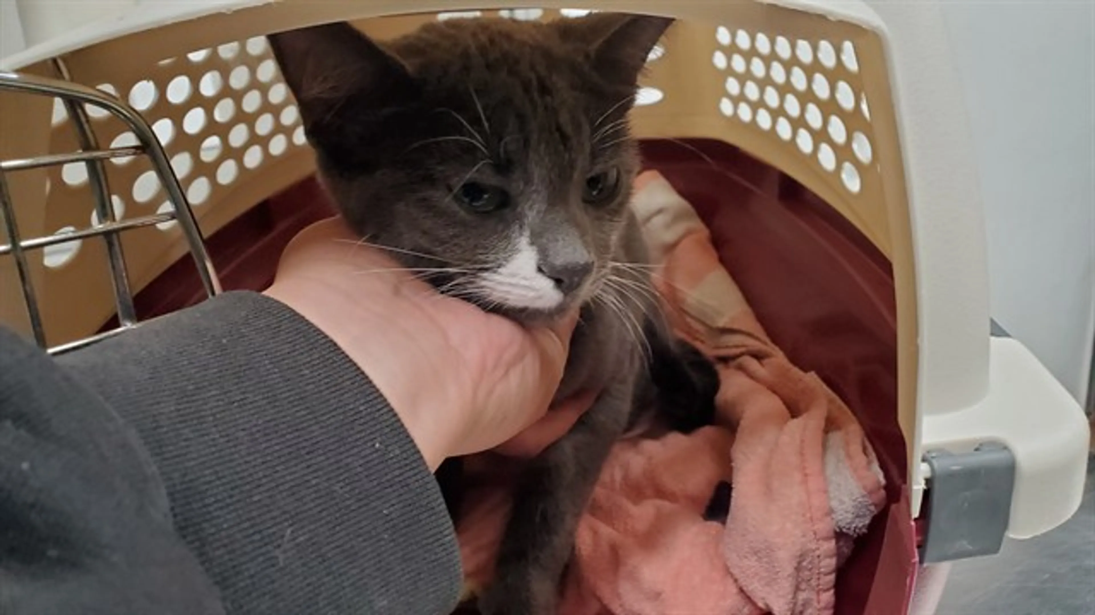 Found pet