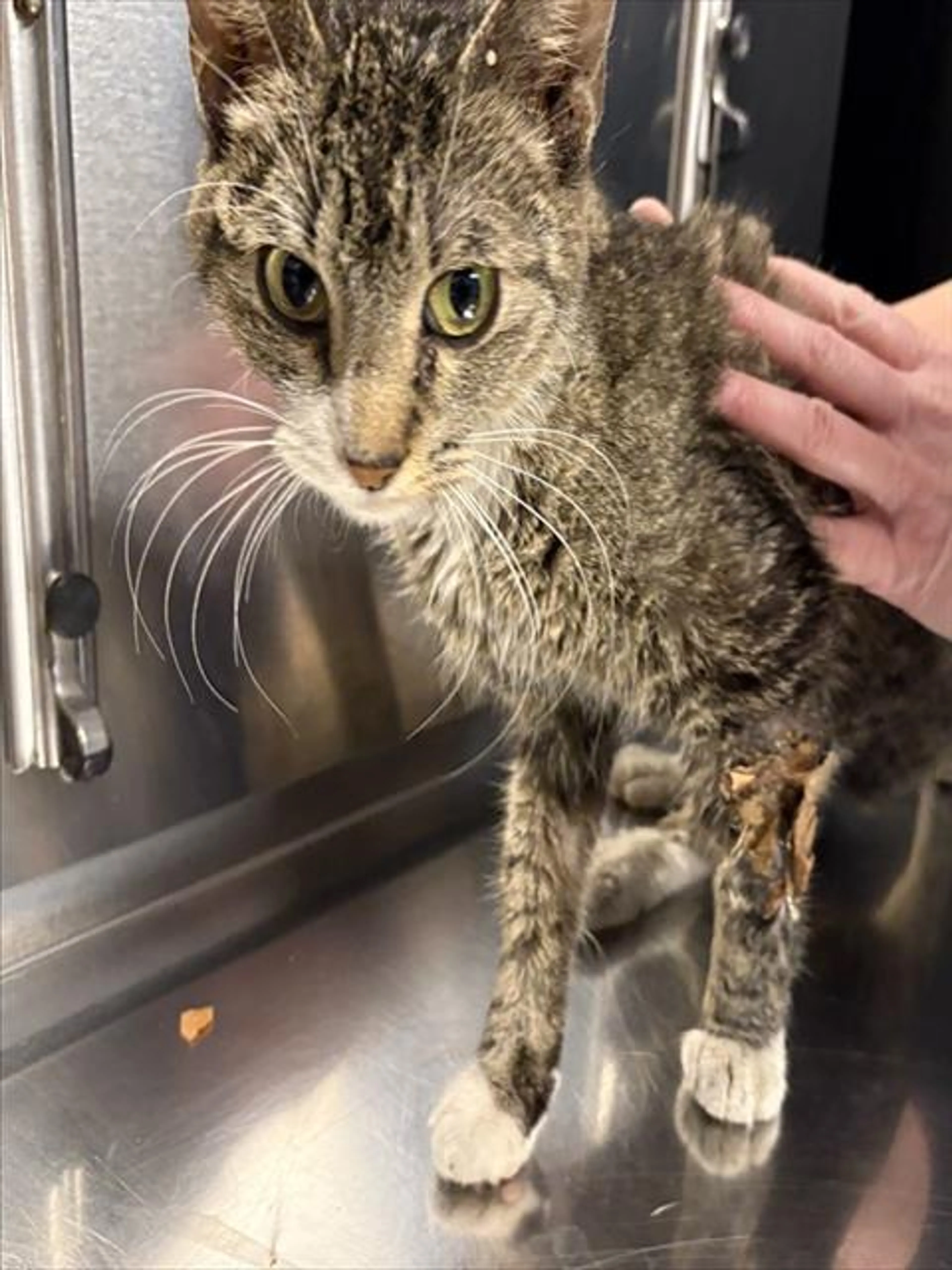 Found pet