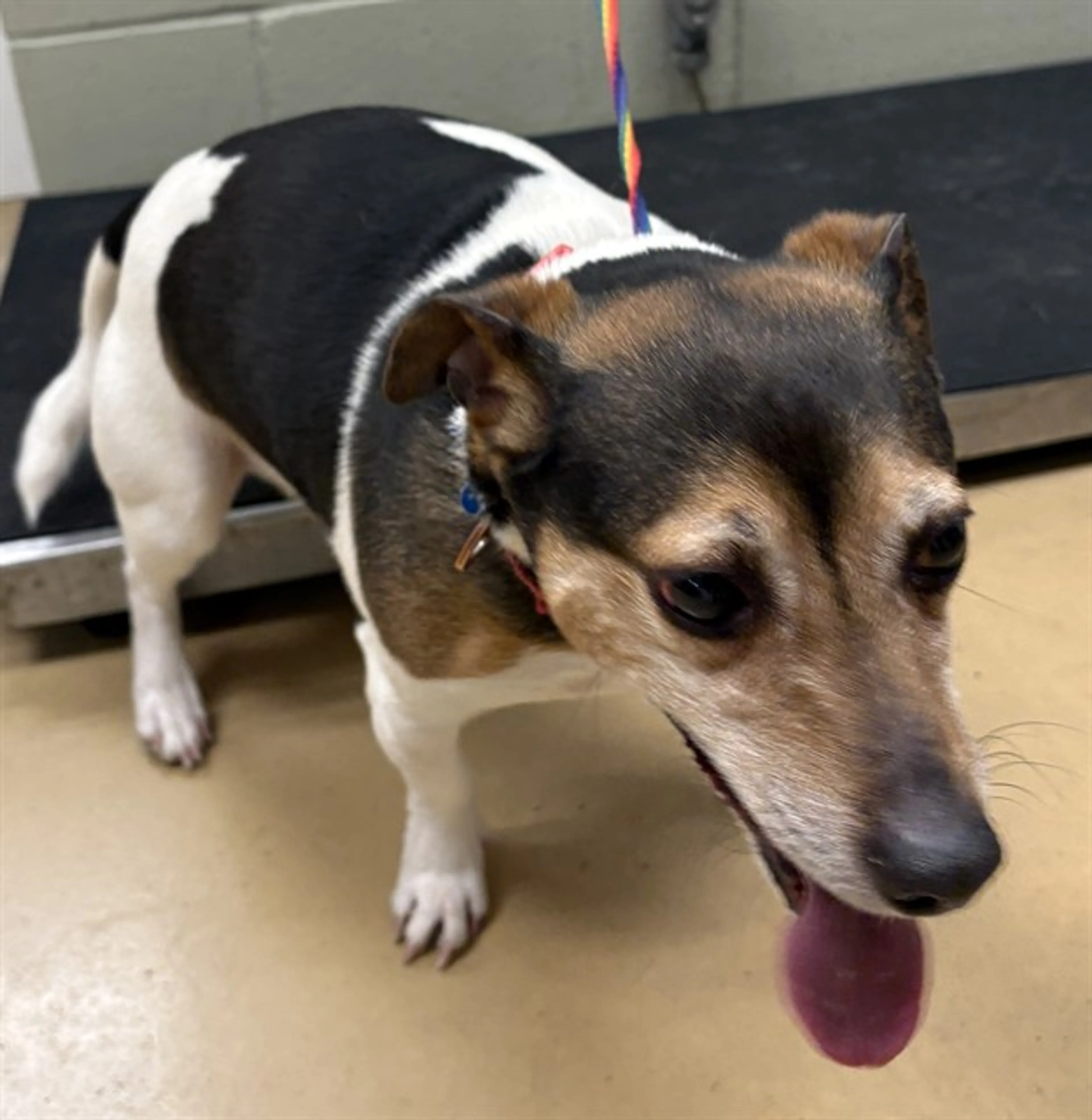 Found pet