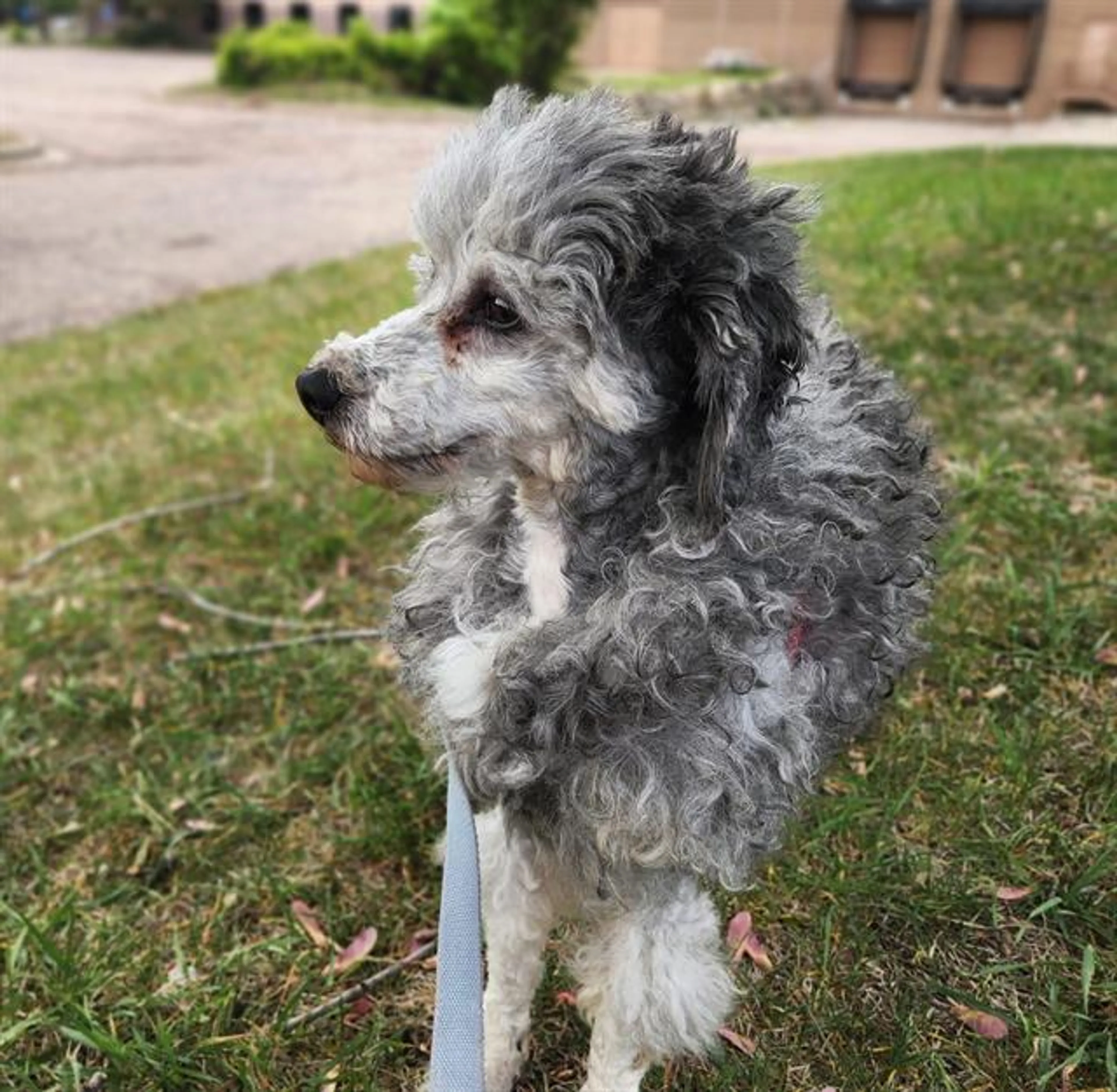 Found pet