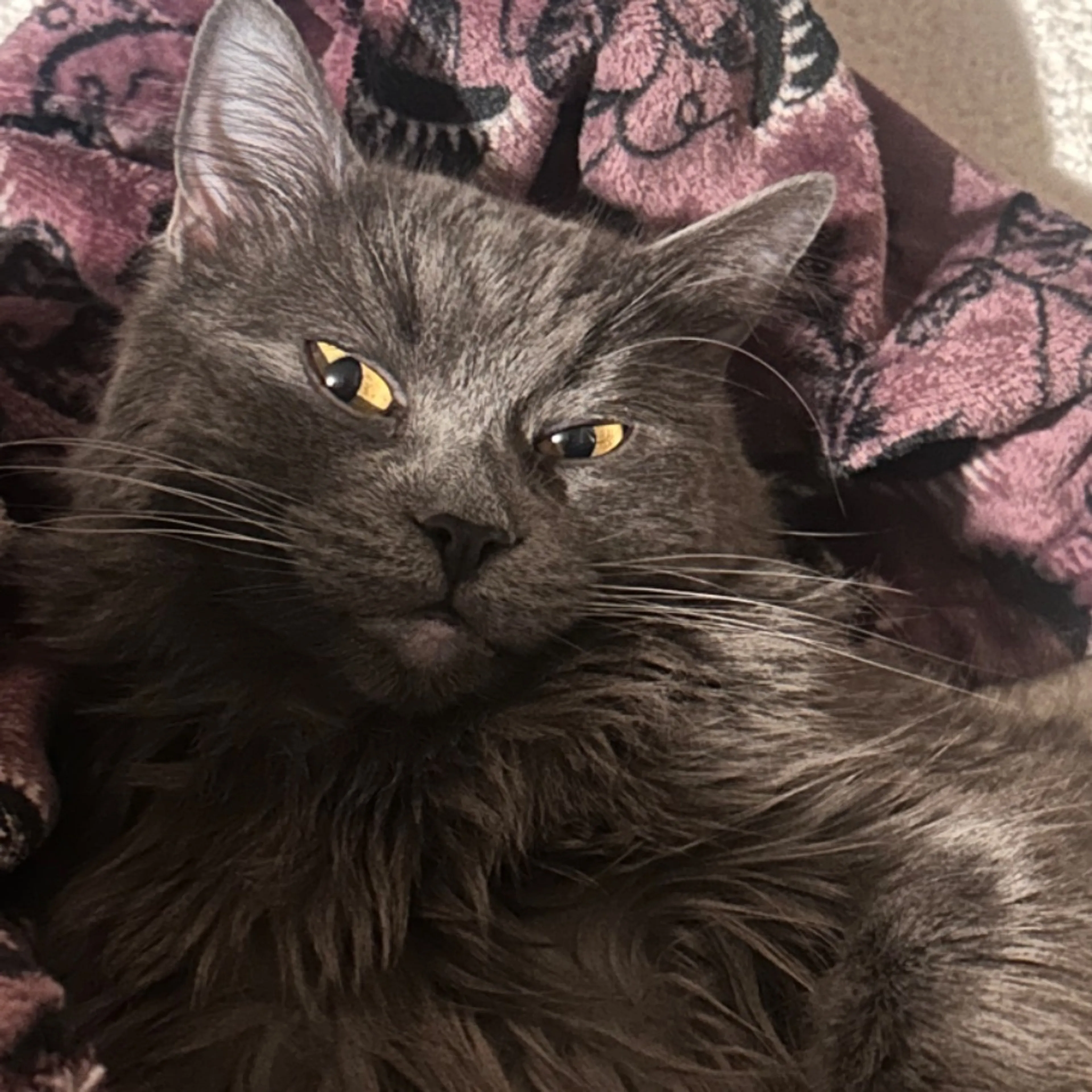 Lost pet-0