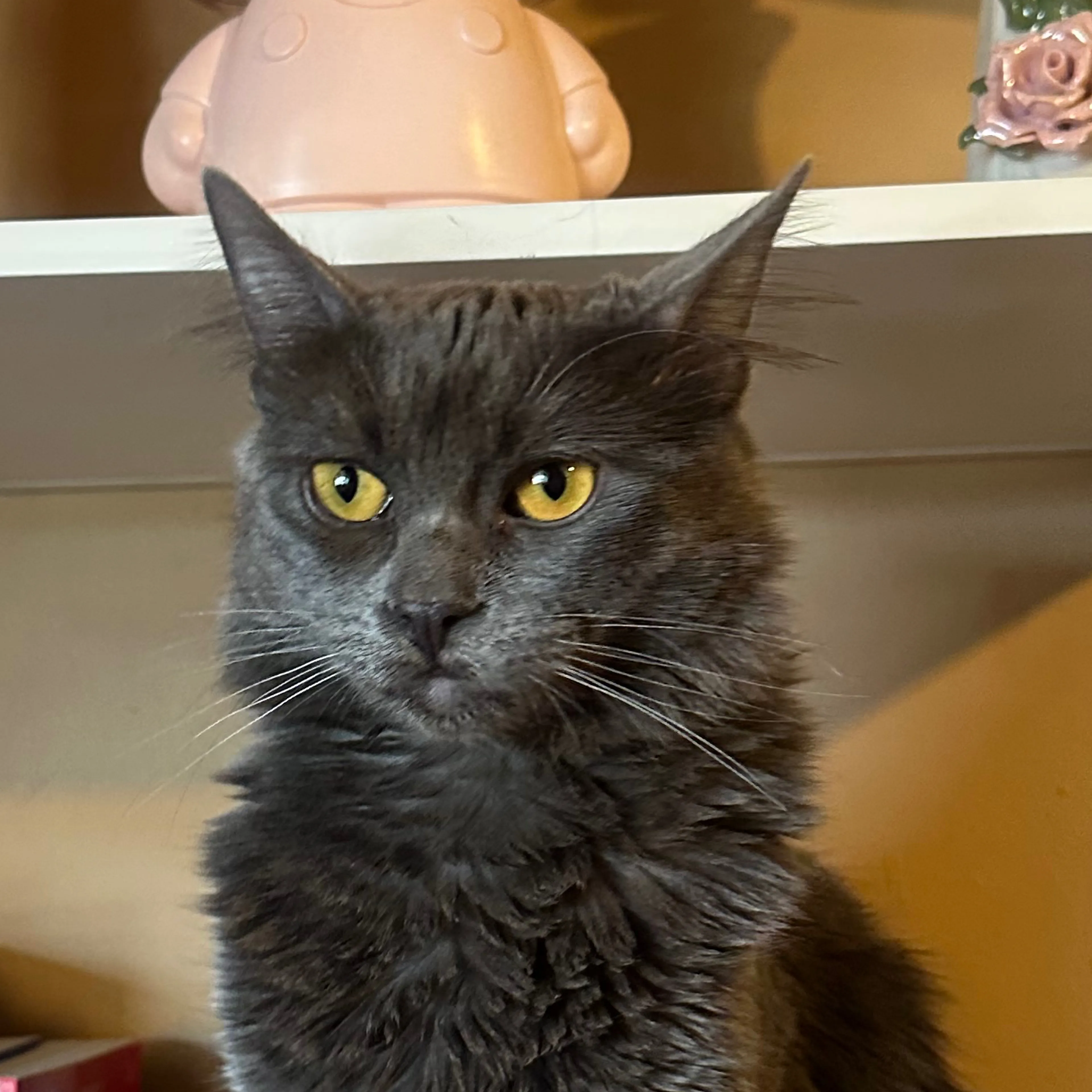 Lost pet-2