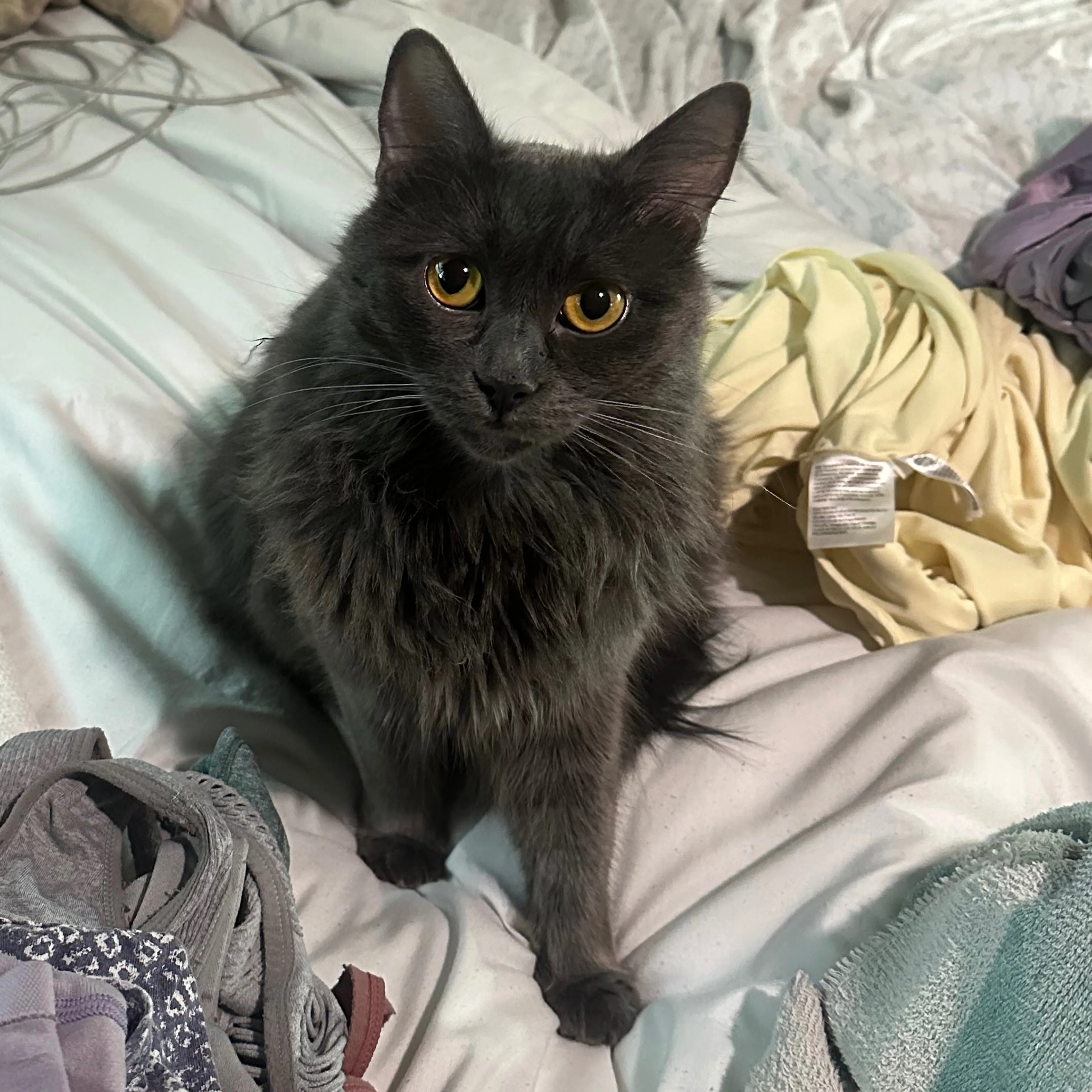Lost pet-1