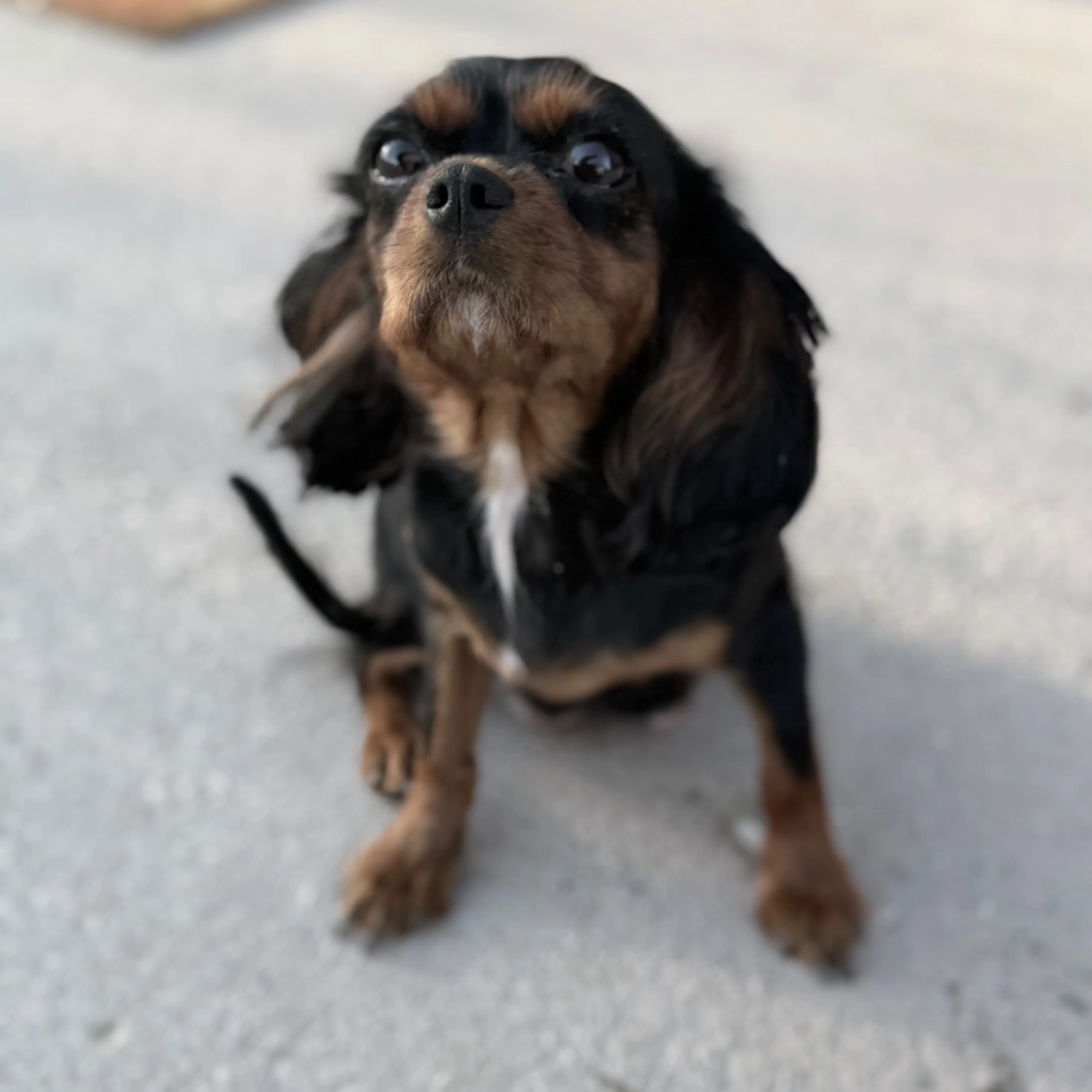 Lost pet