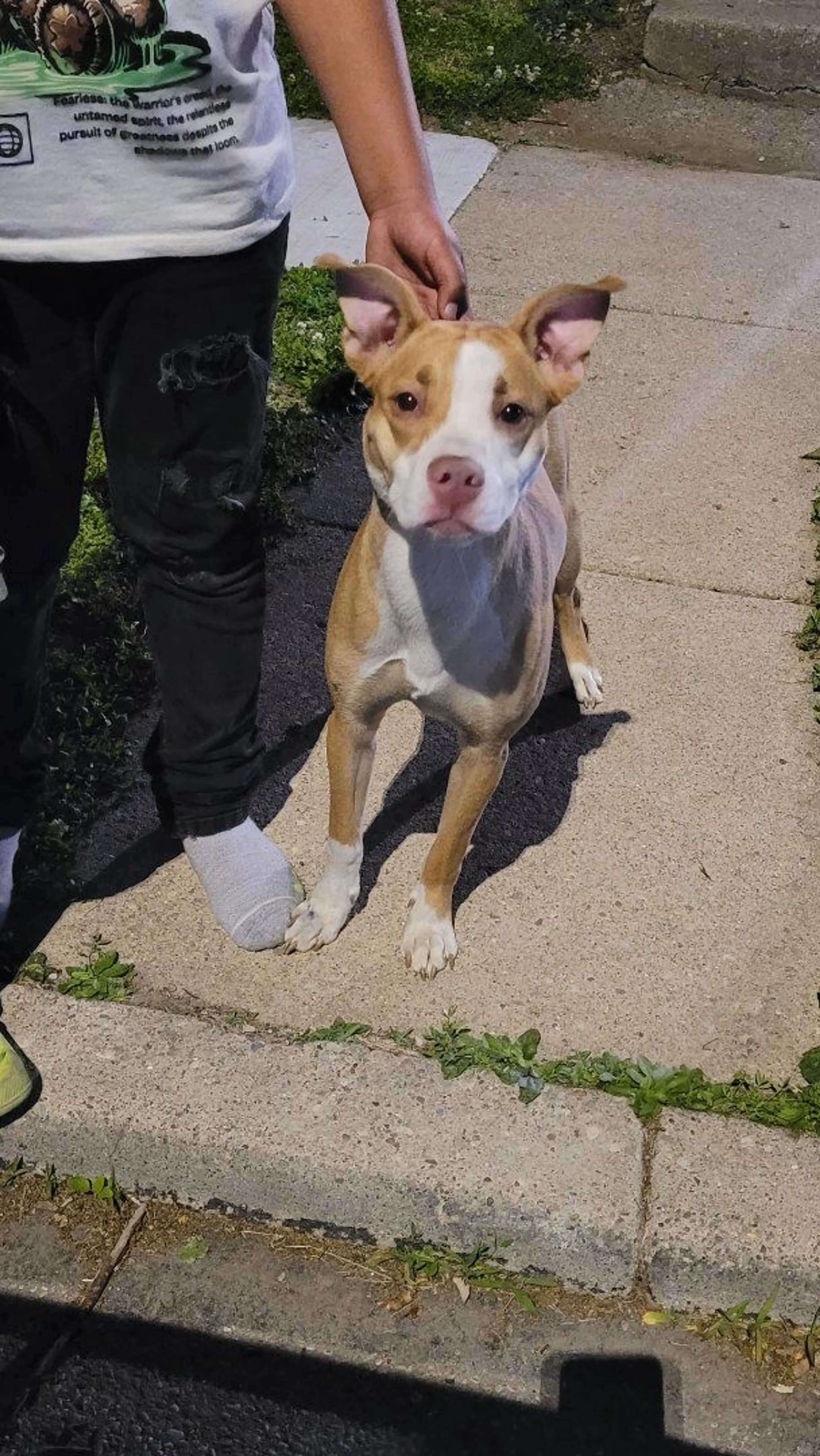 Lost pet