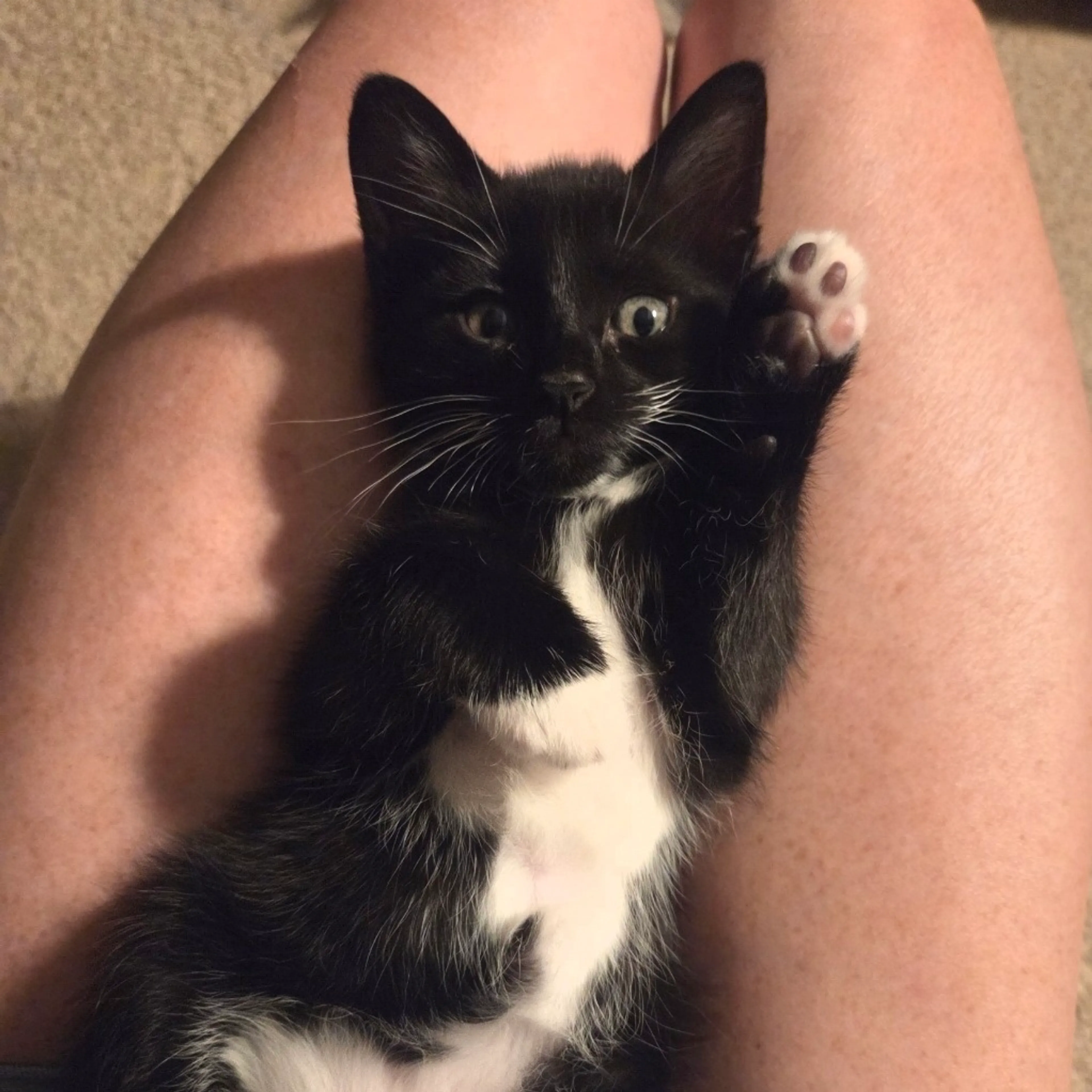 Found pet-2