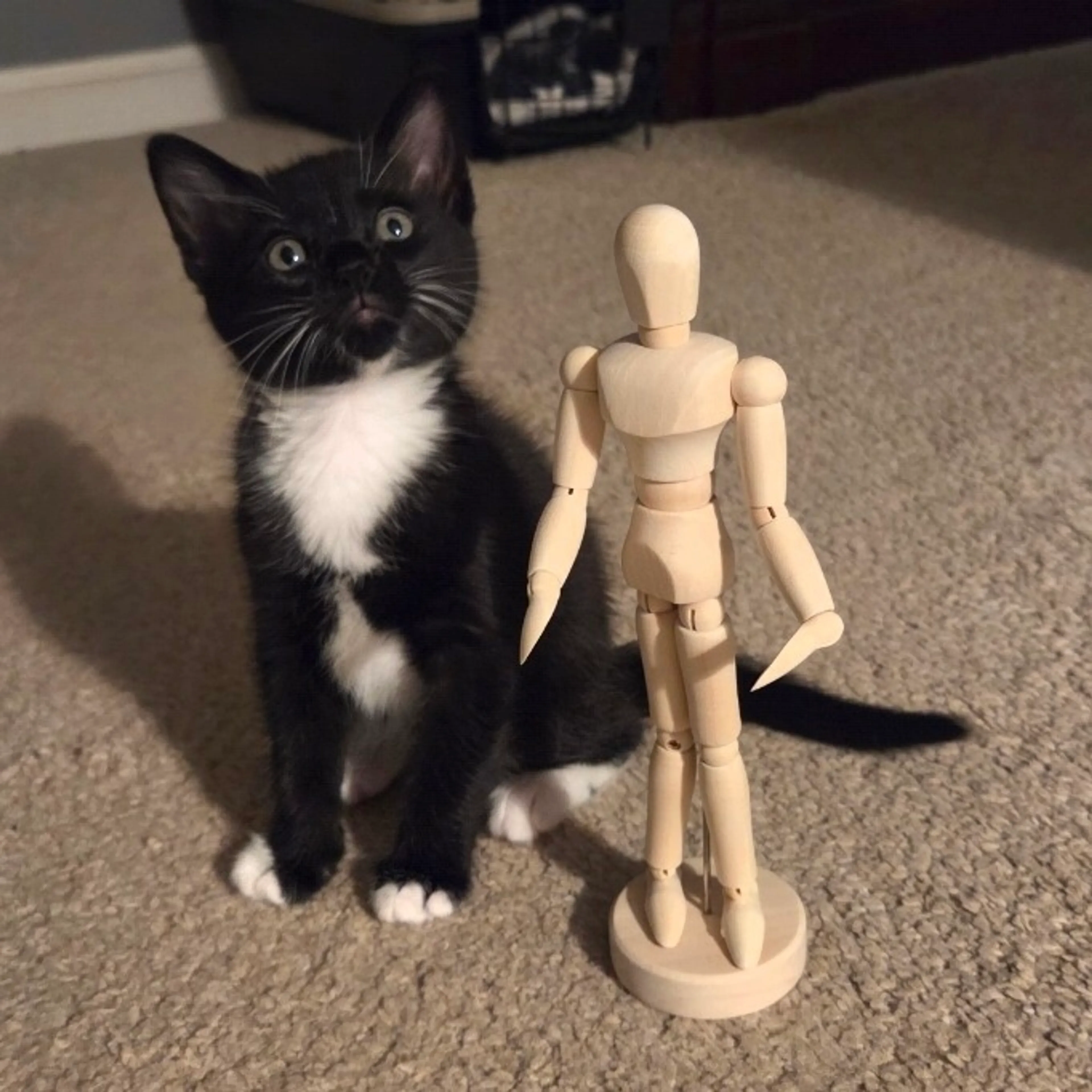 Found pet-3
