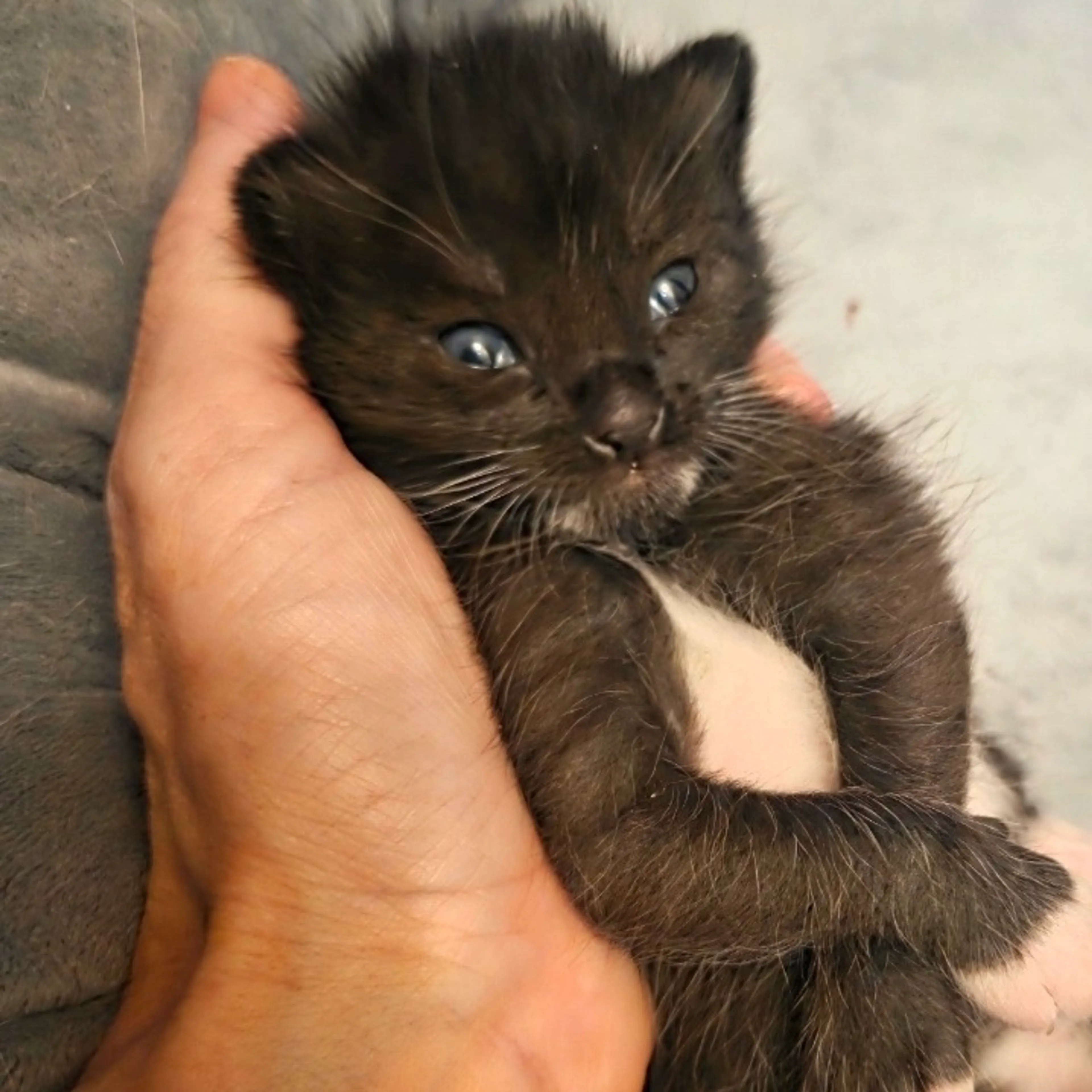 Found pet-8