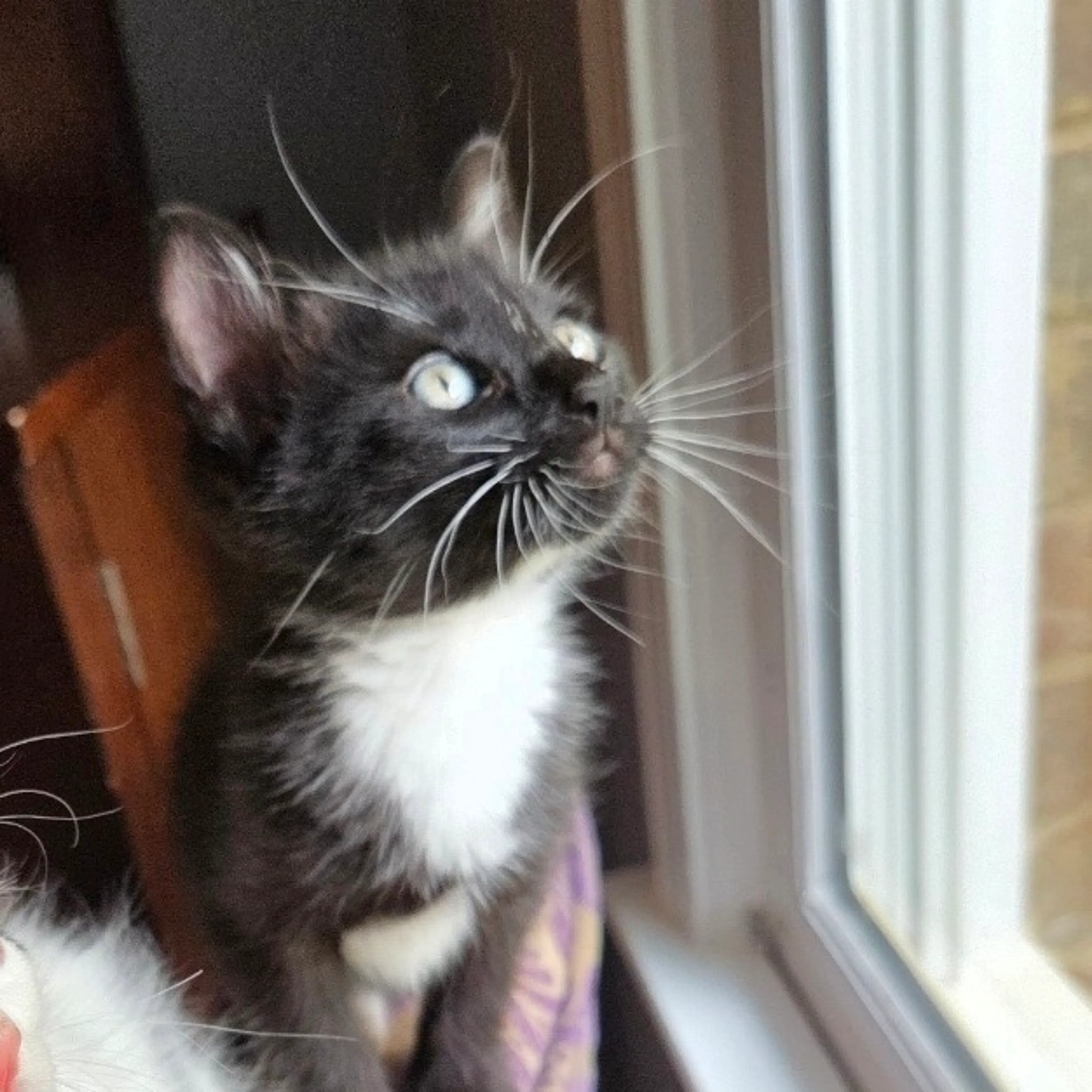 Found pet-6