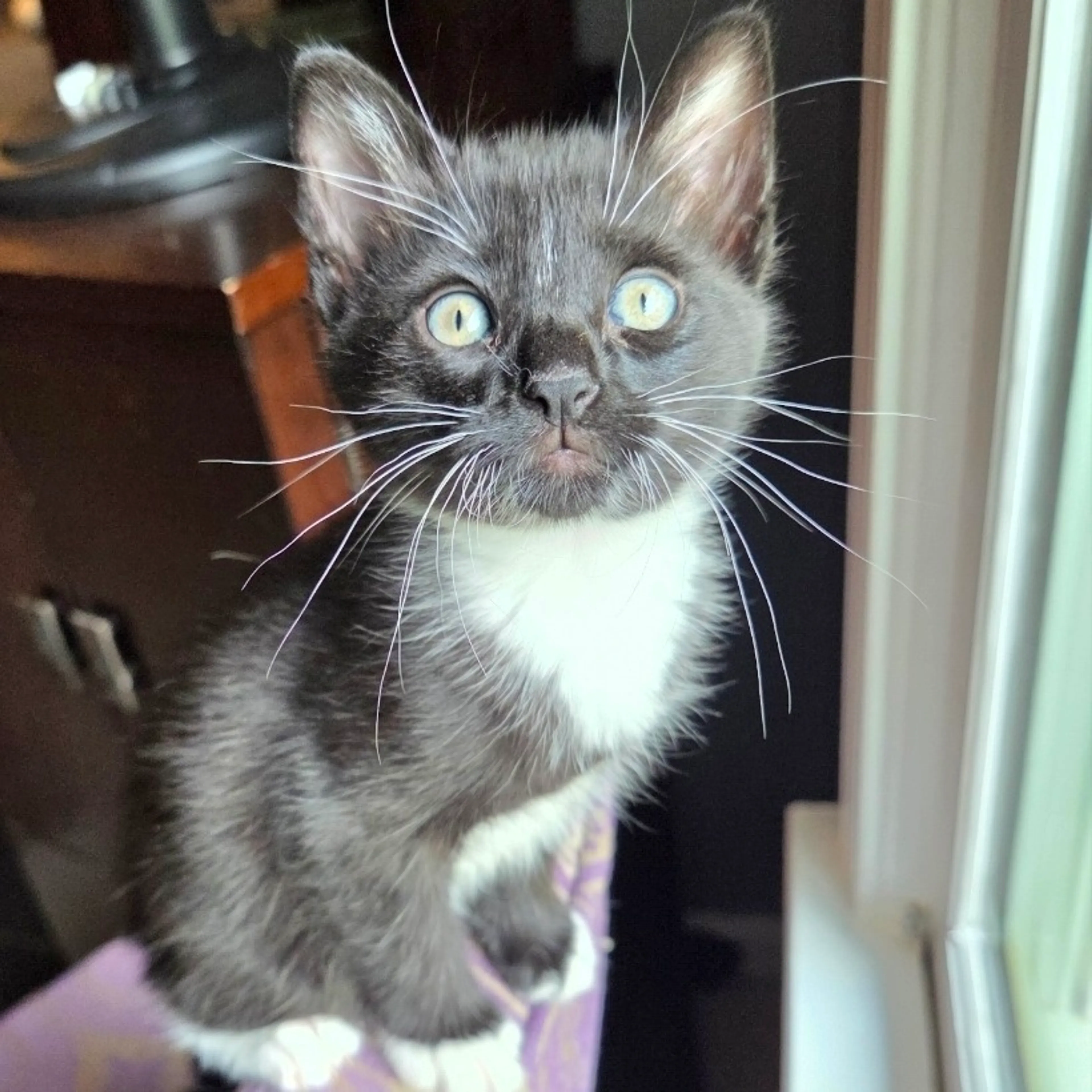 Found pet-0
