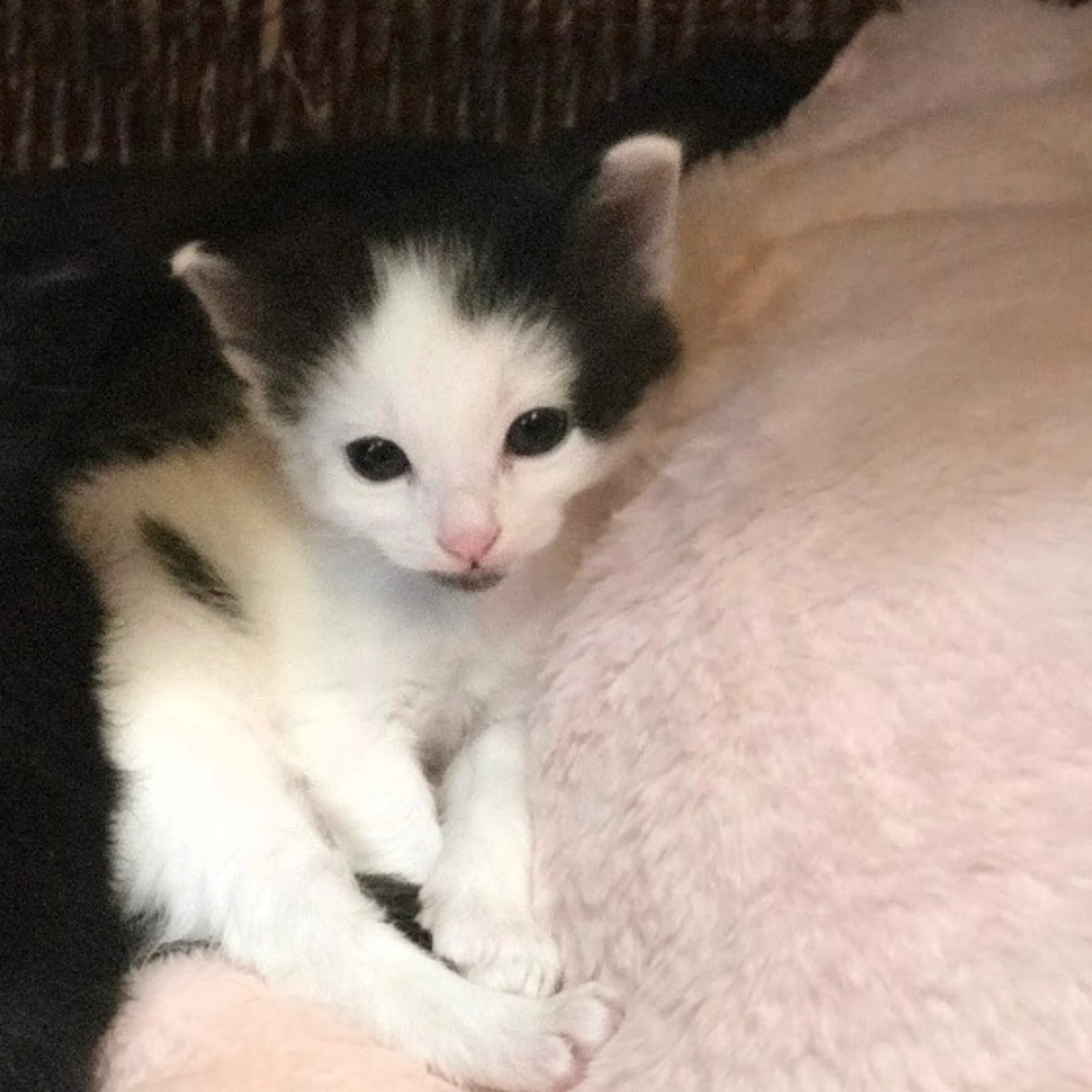 Found pet-4