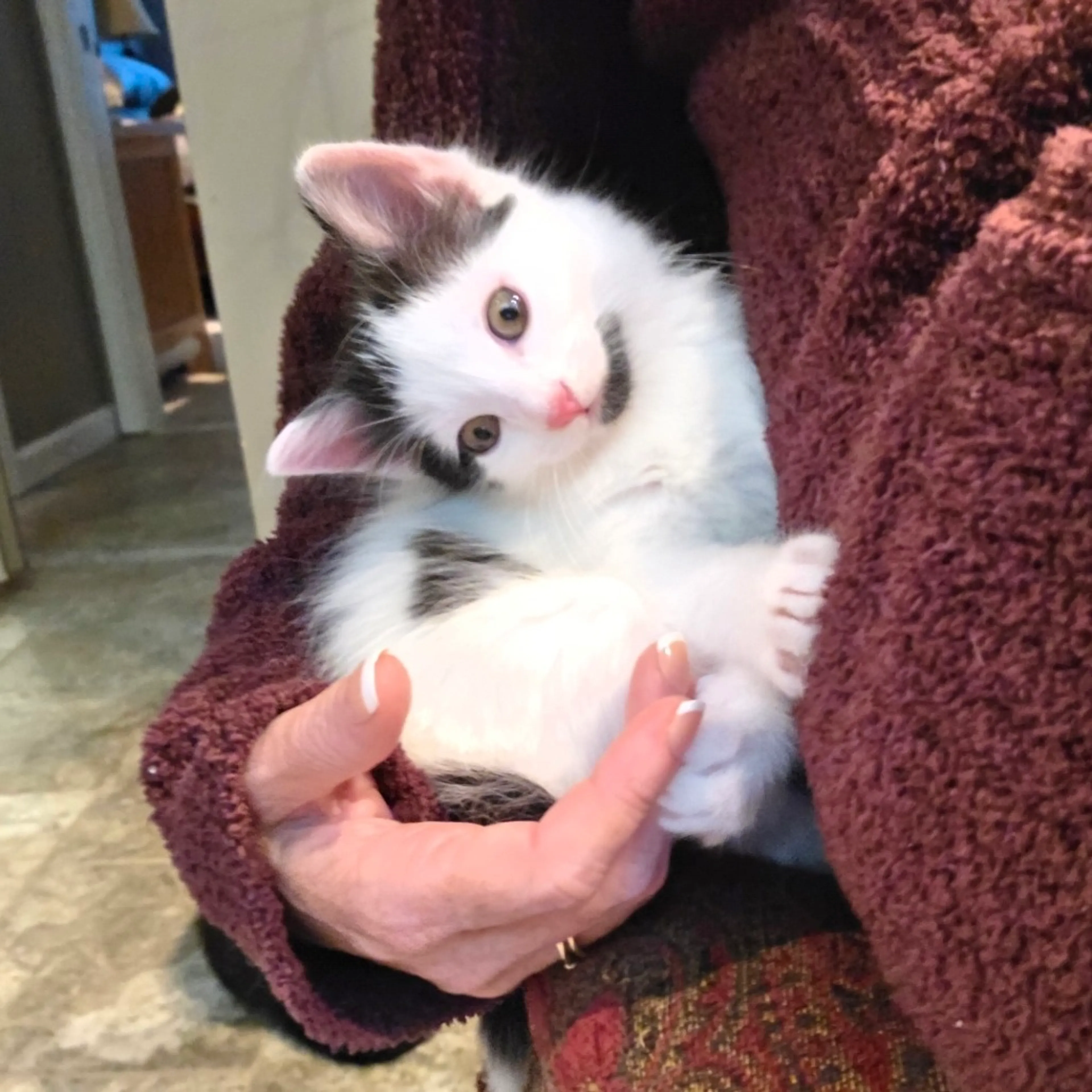 Found pet-7