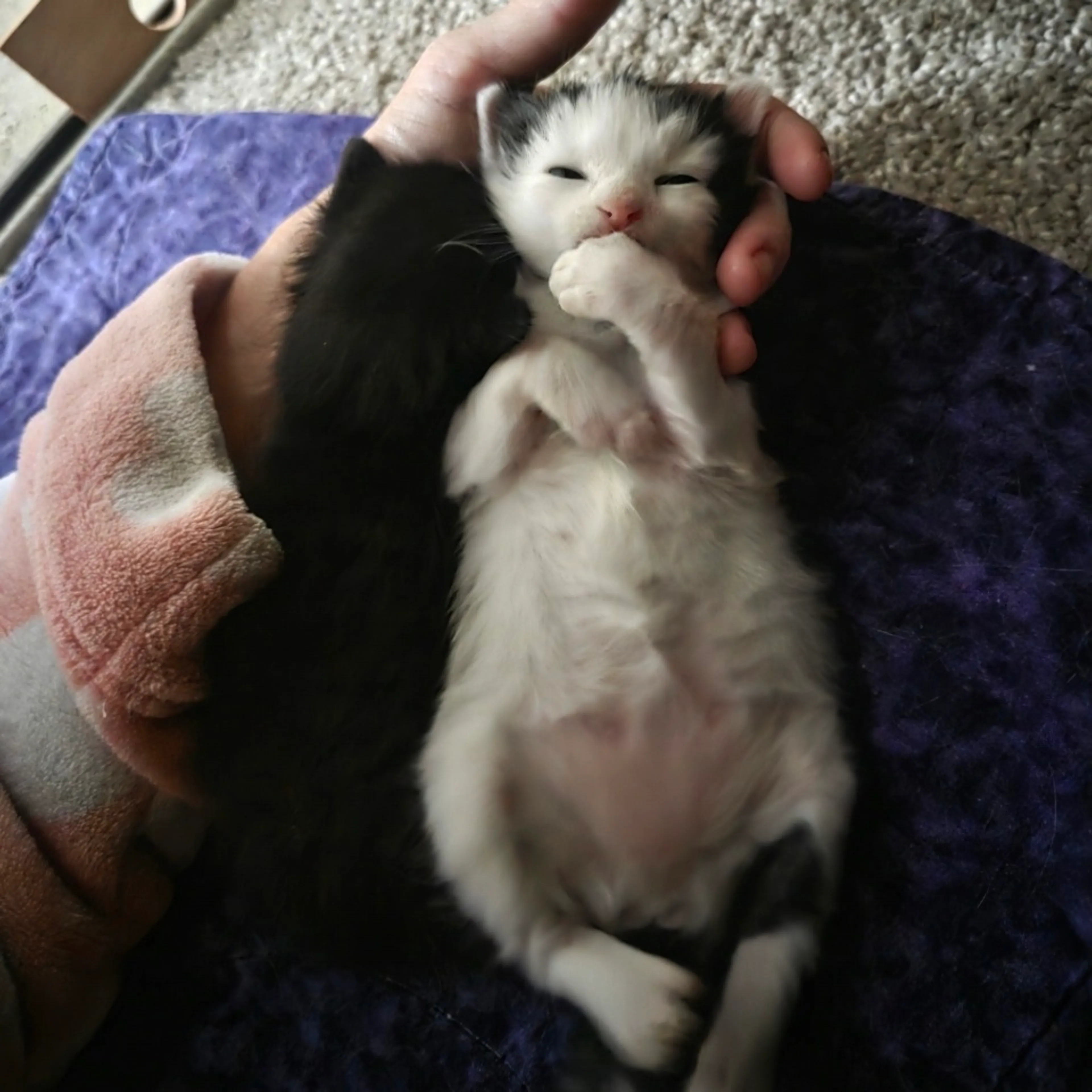 Found pet-6