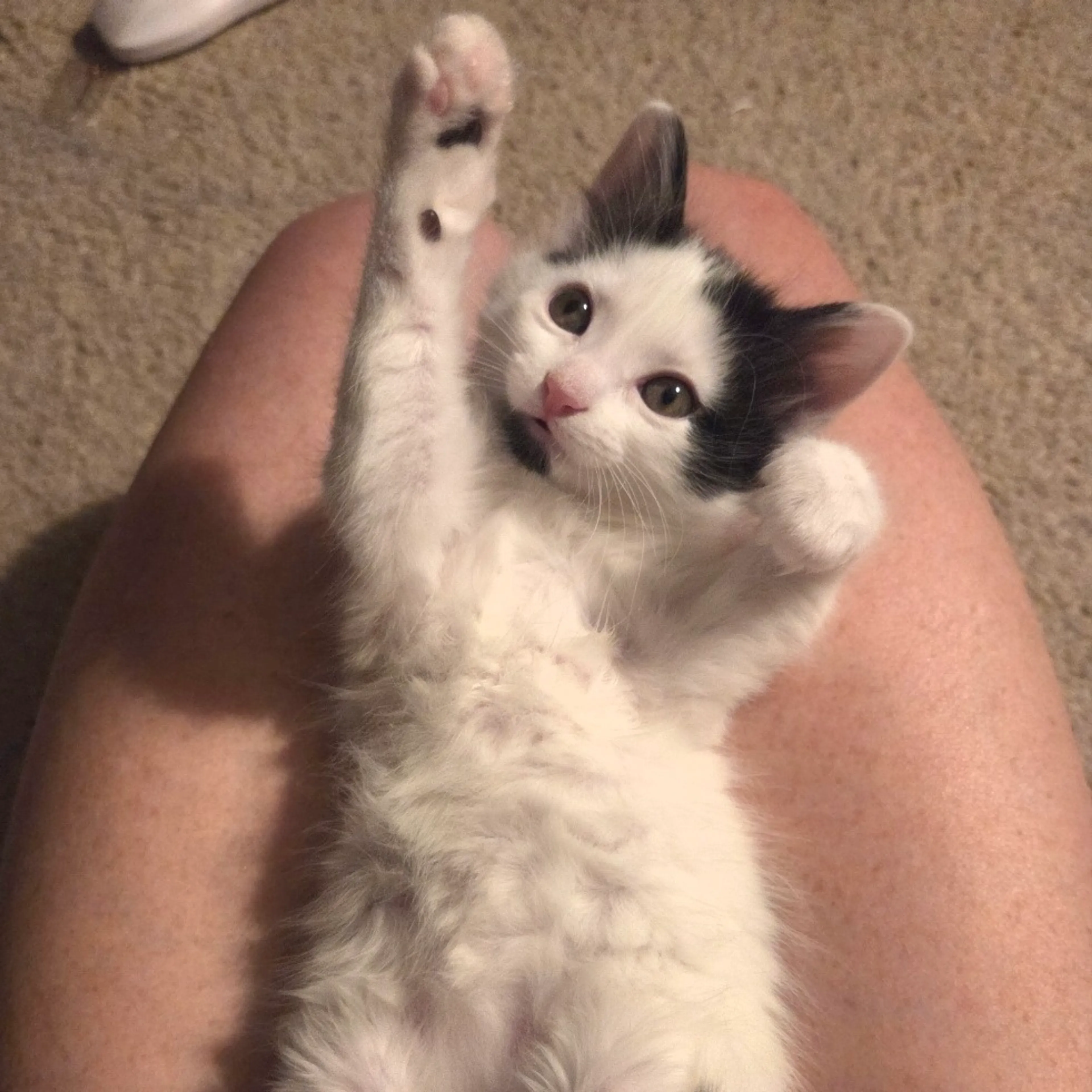 Found pet-5
