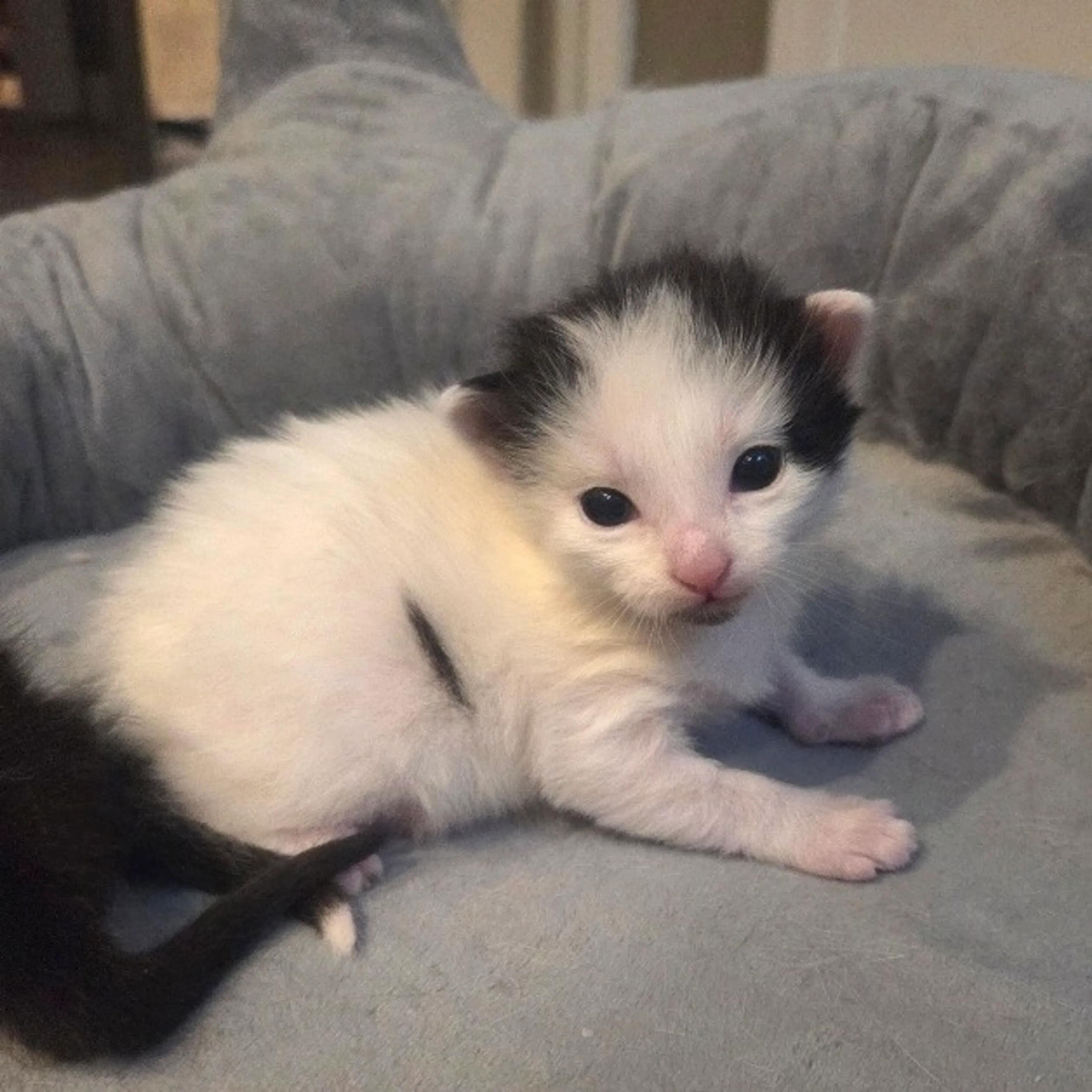 Found pet-9
