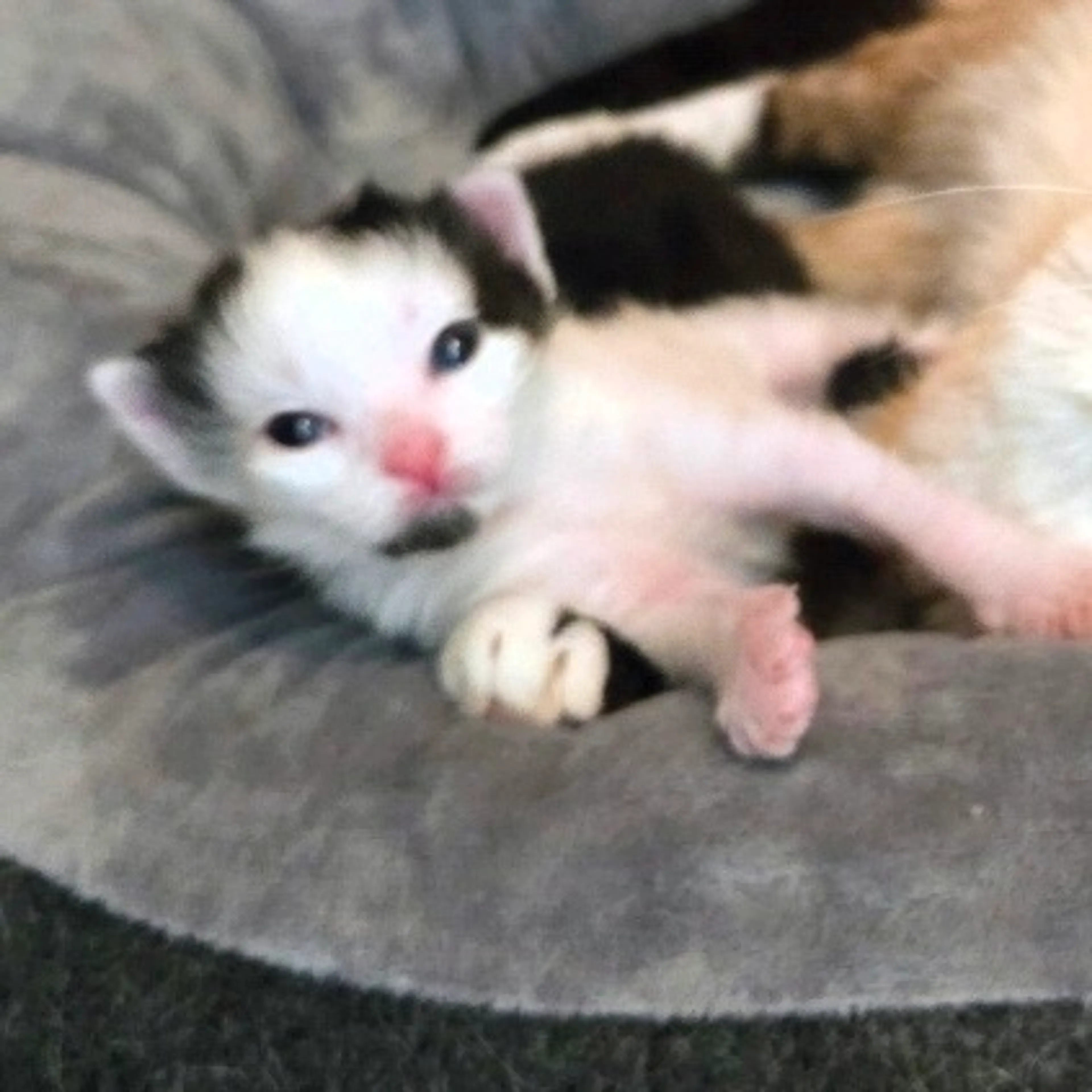 Found pet-3