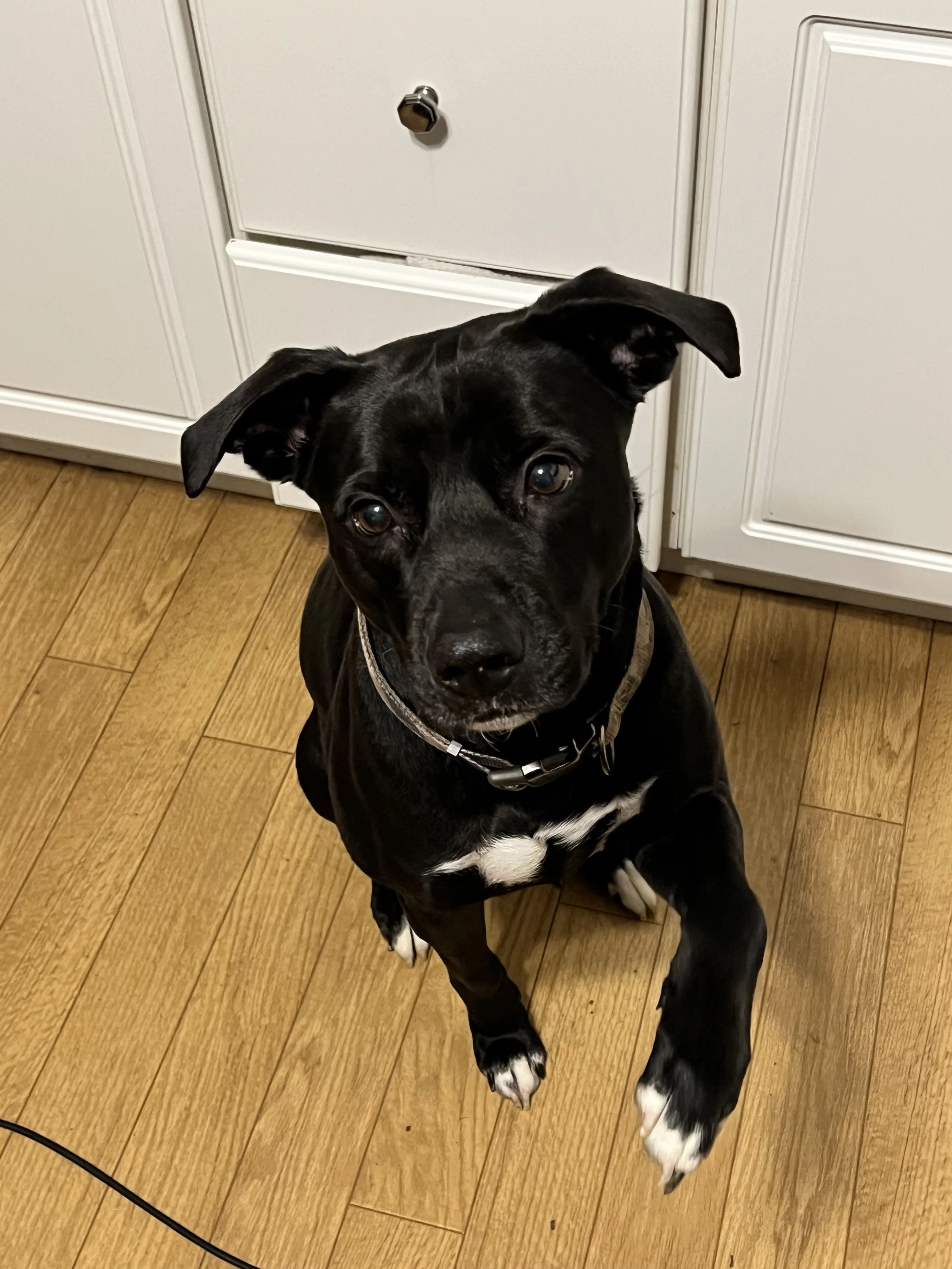 Lost pet