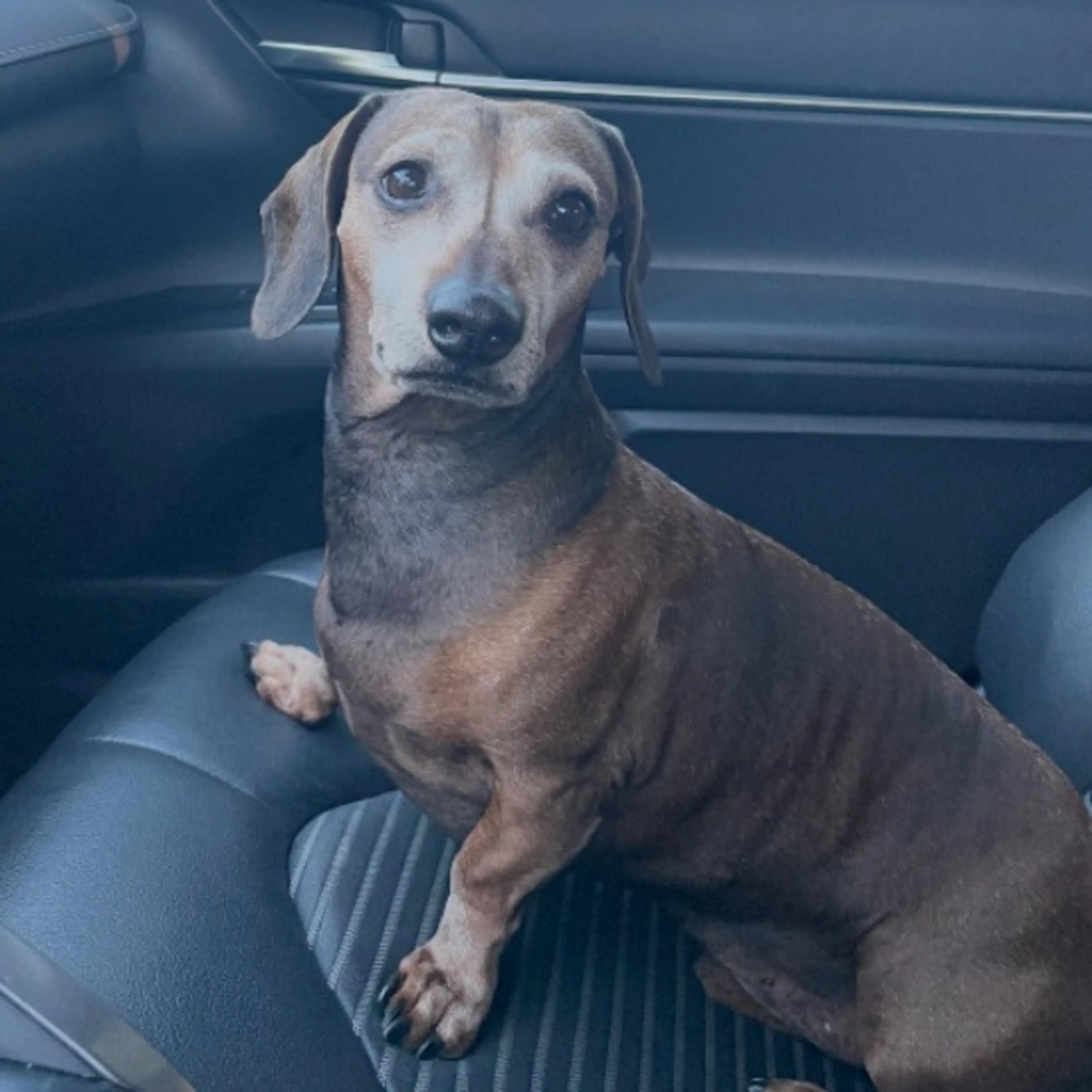 Lost pet
