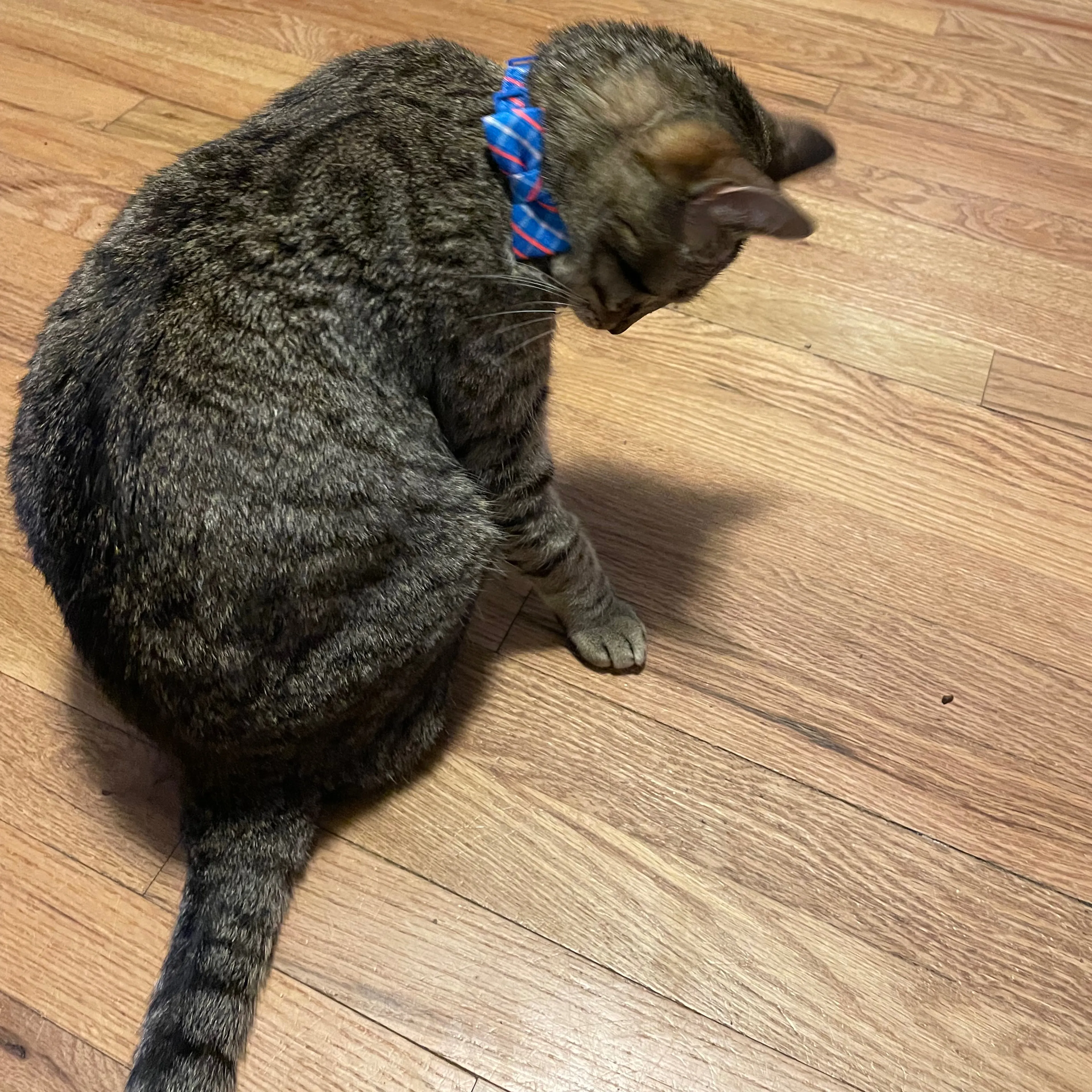 Lost pet-1