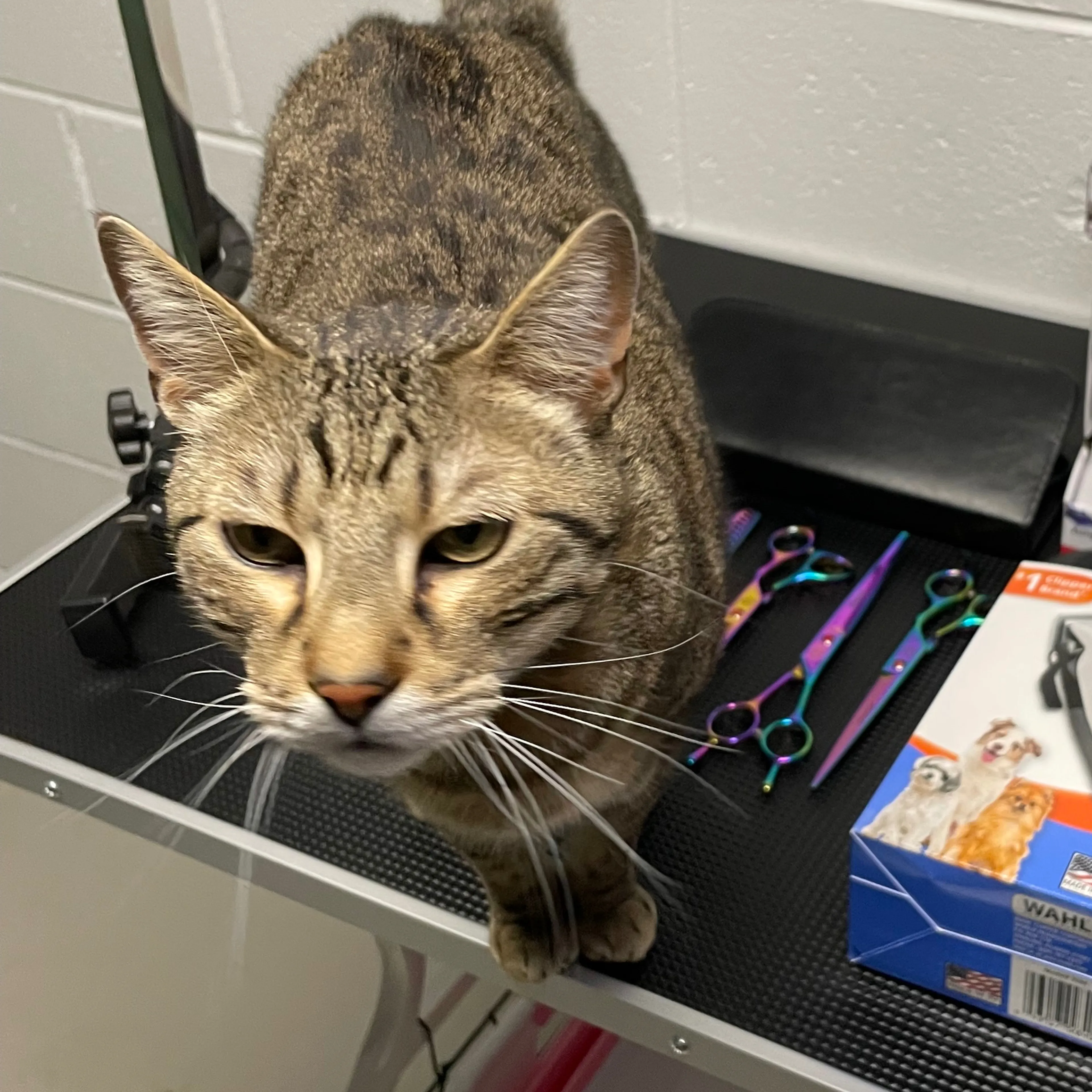 Lost pet-2
