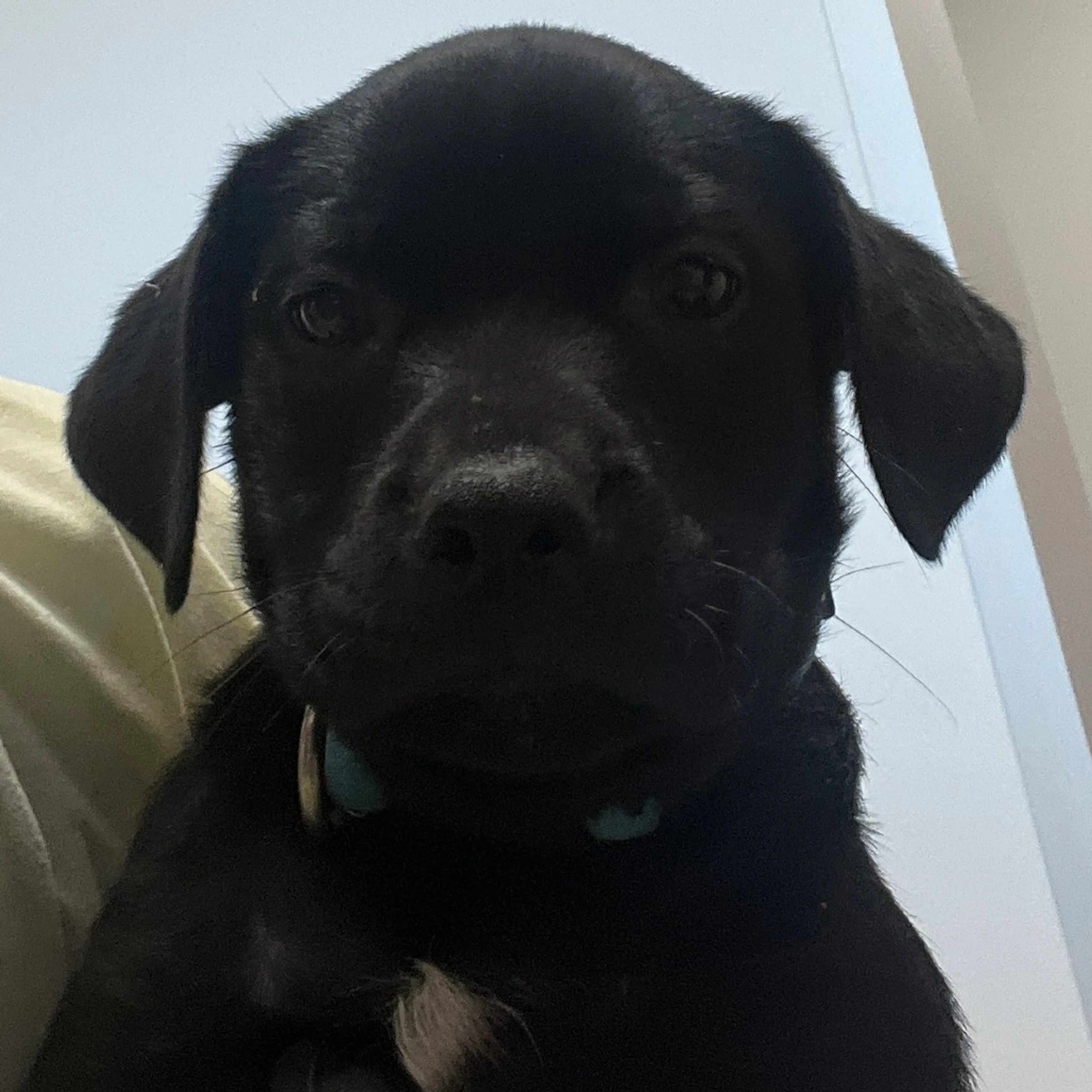 Found pet-1