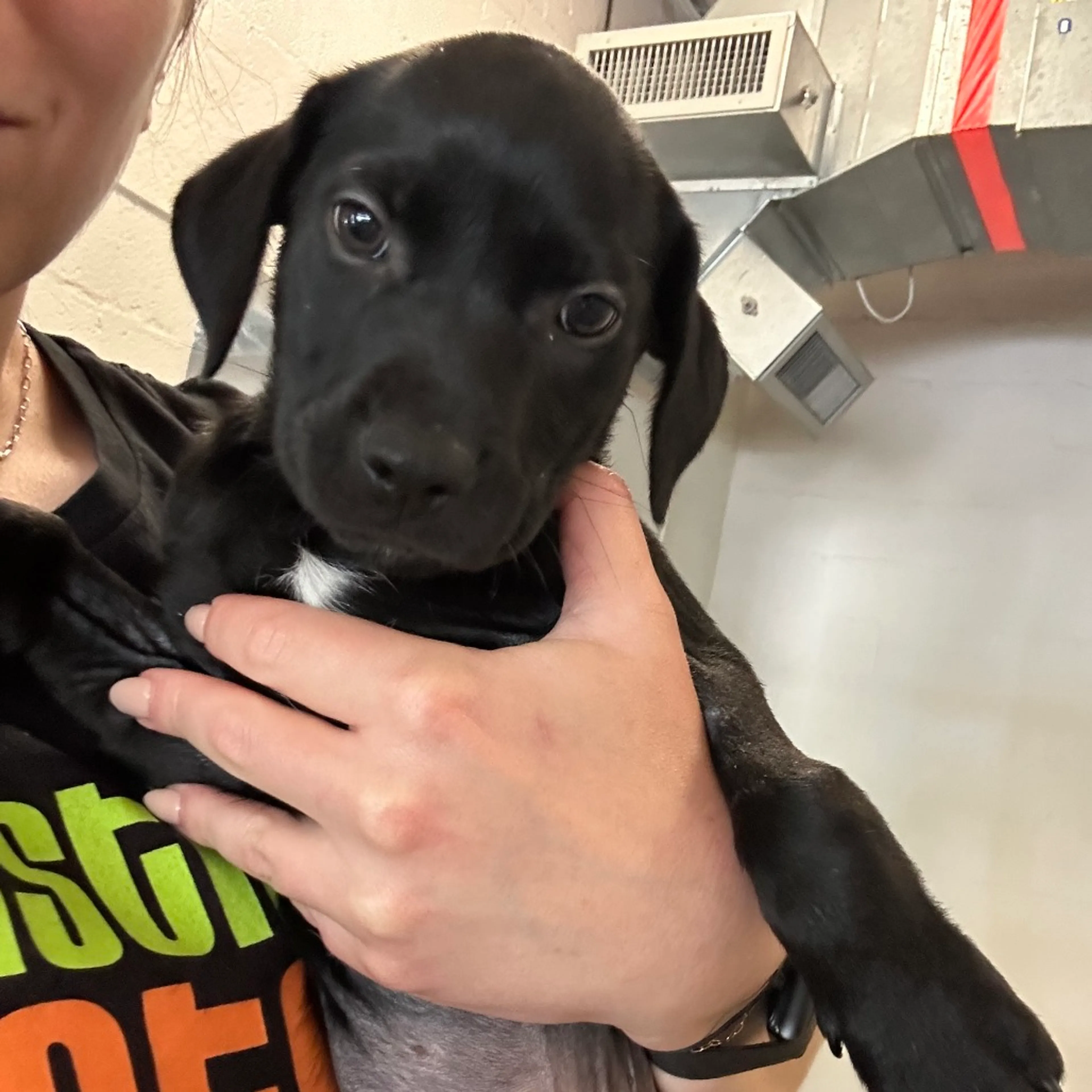 Found pet-3