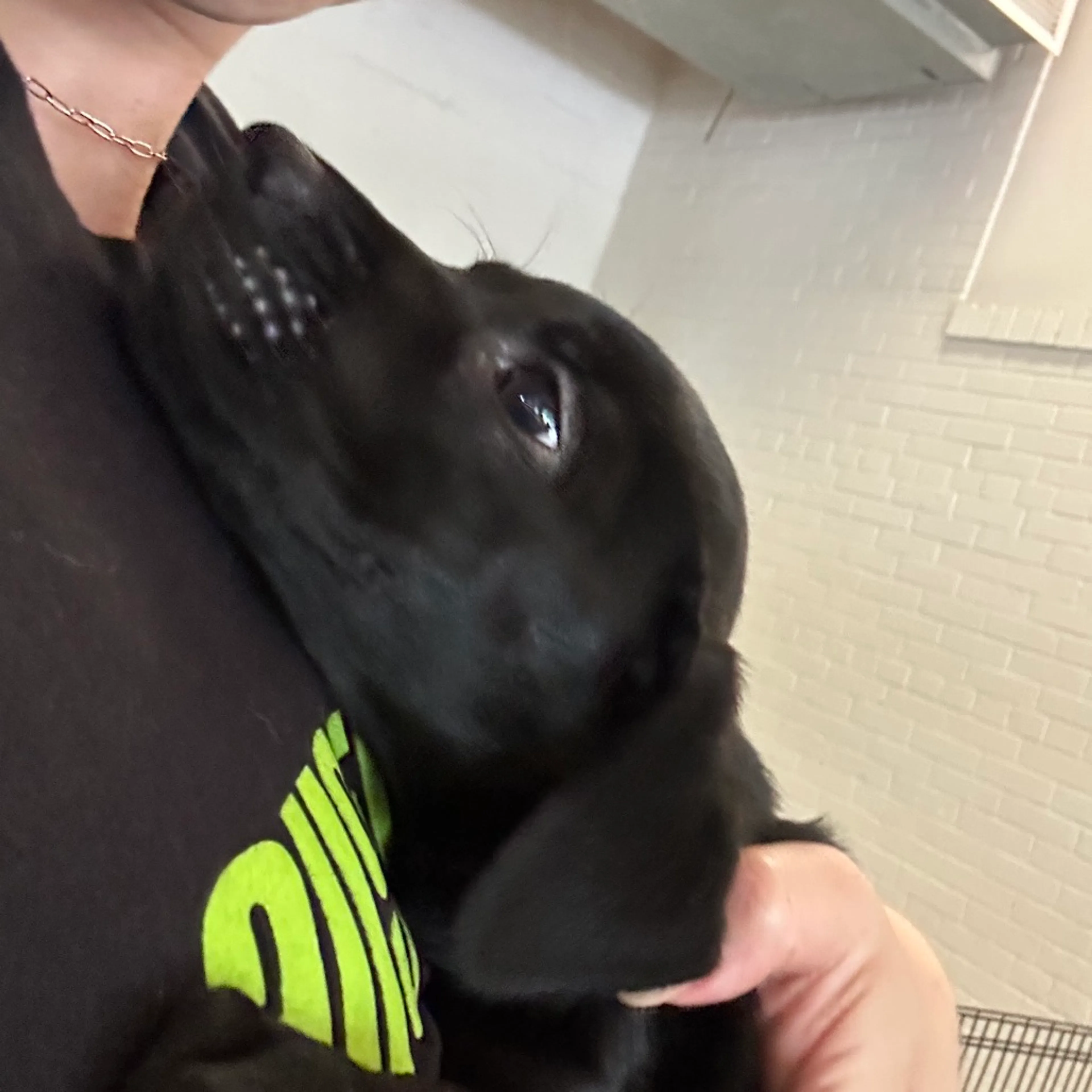 Found pet-4