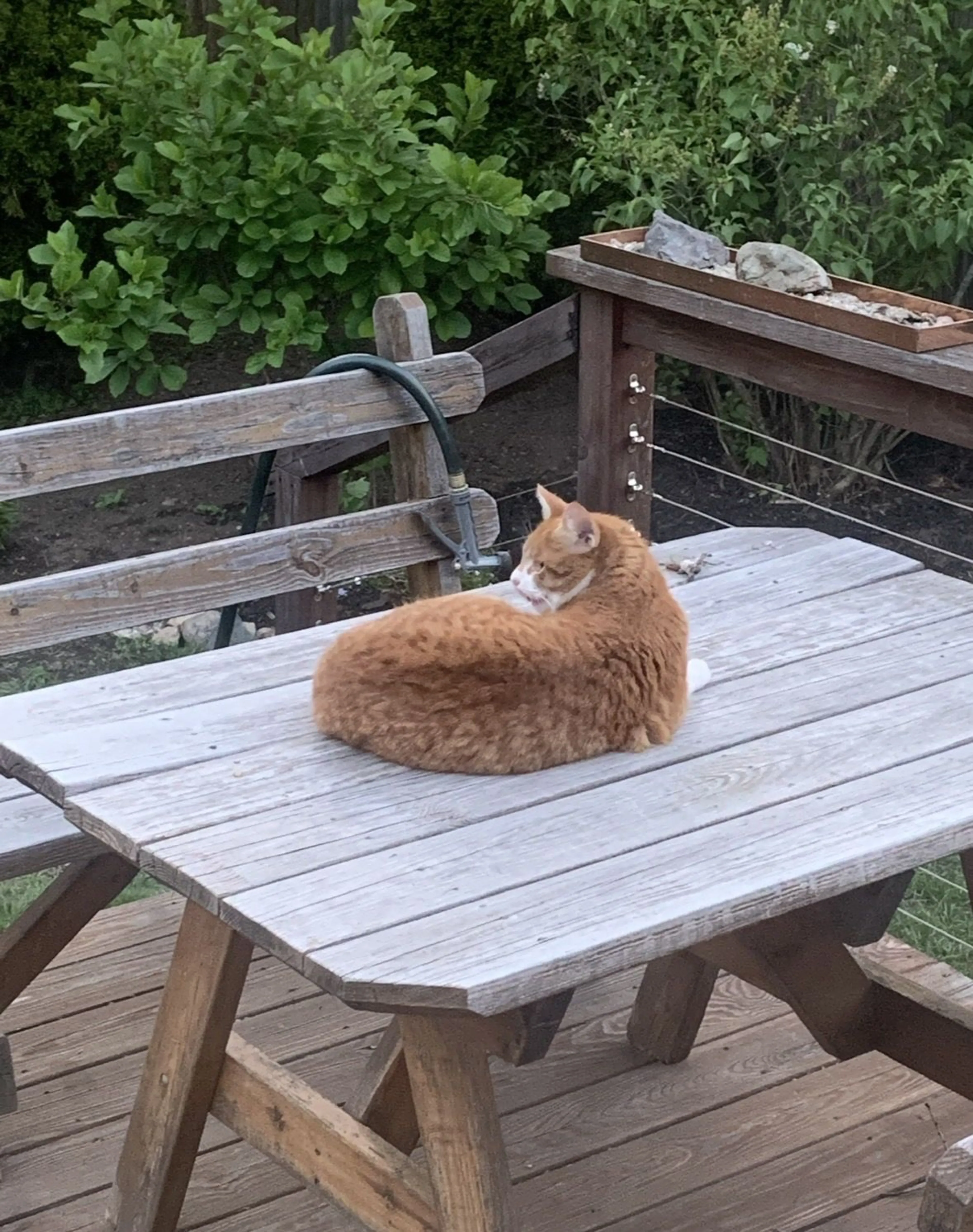 Lost pet