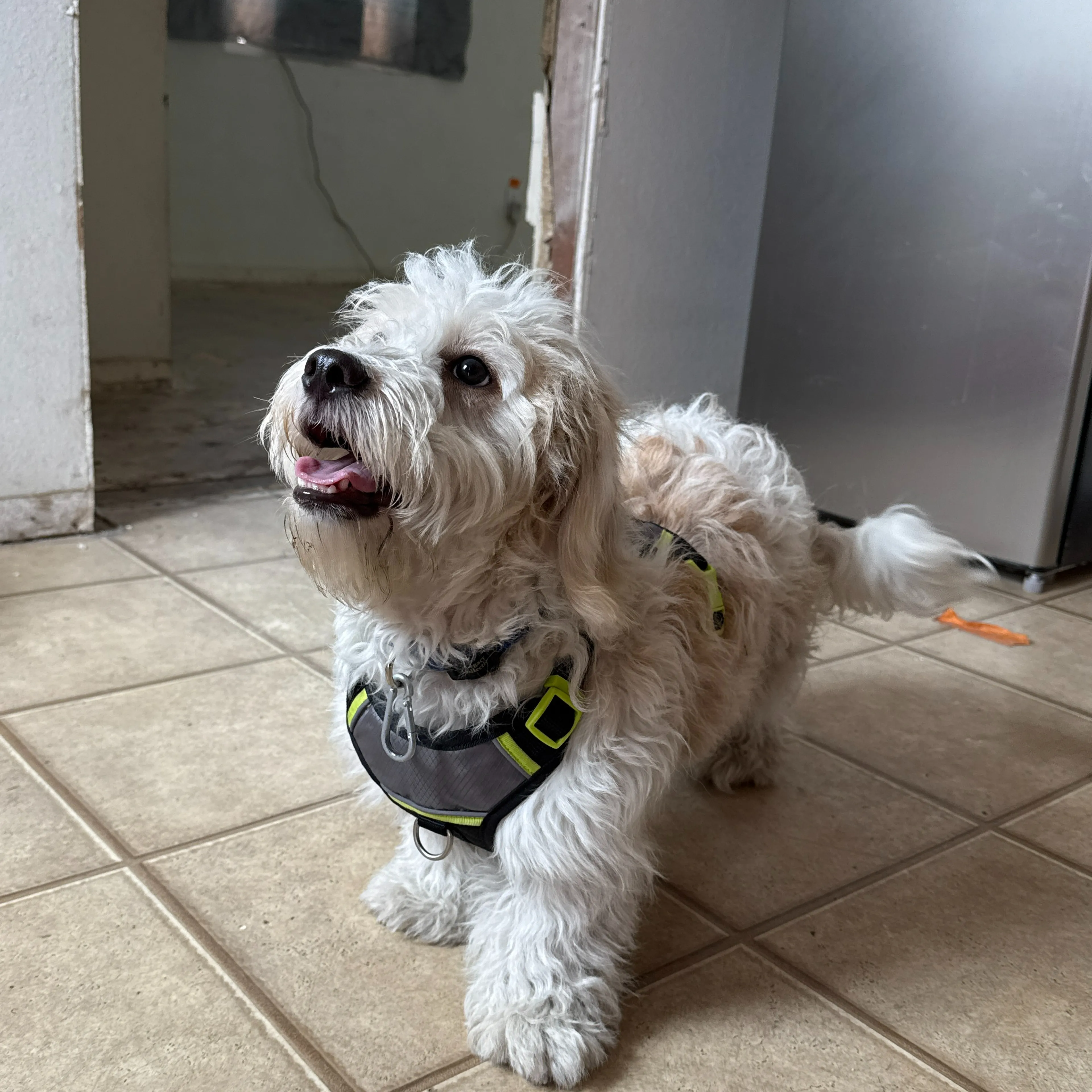 Found pet-1