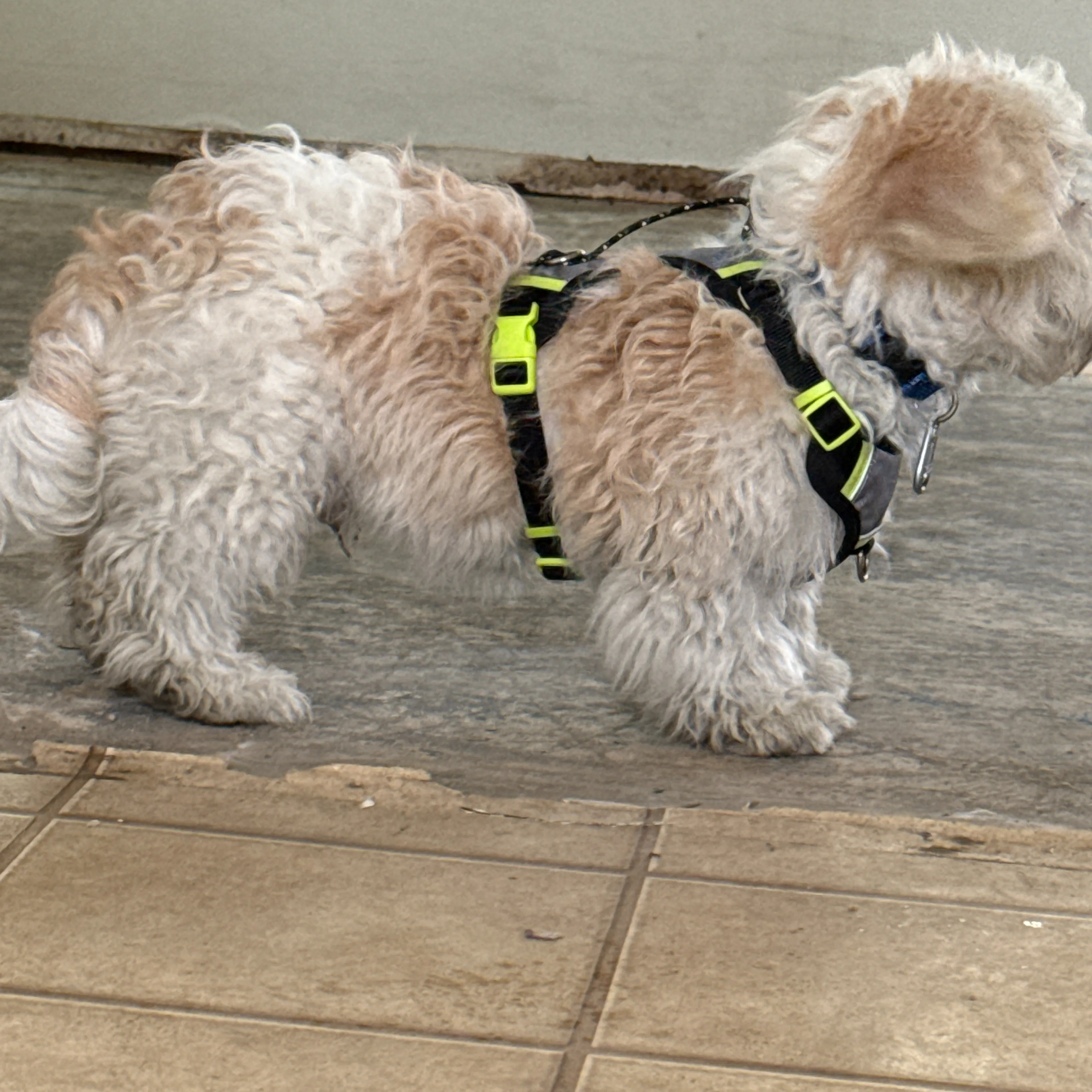Found pet-2