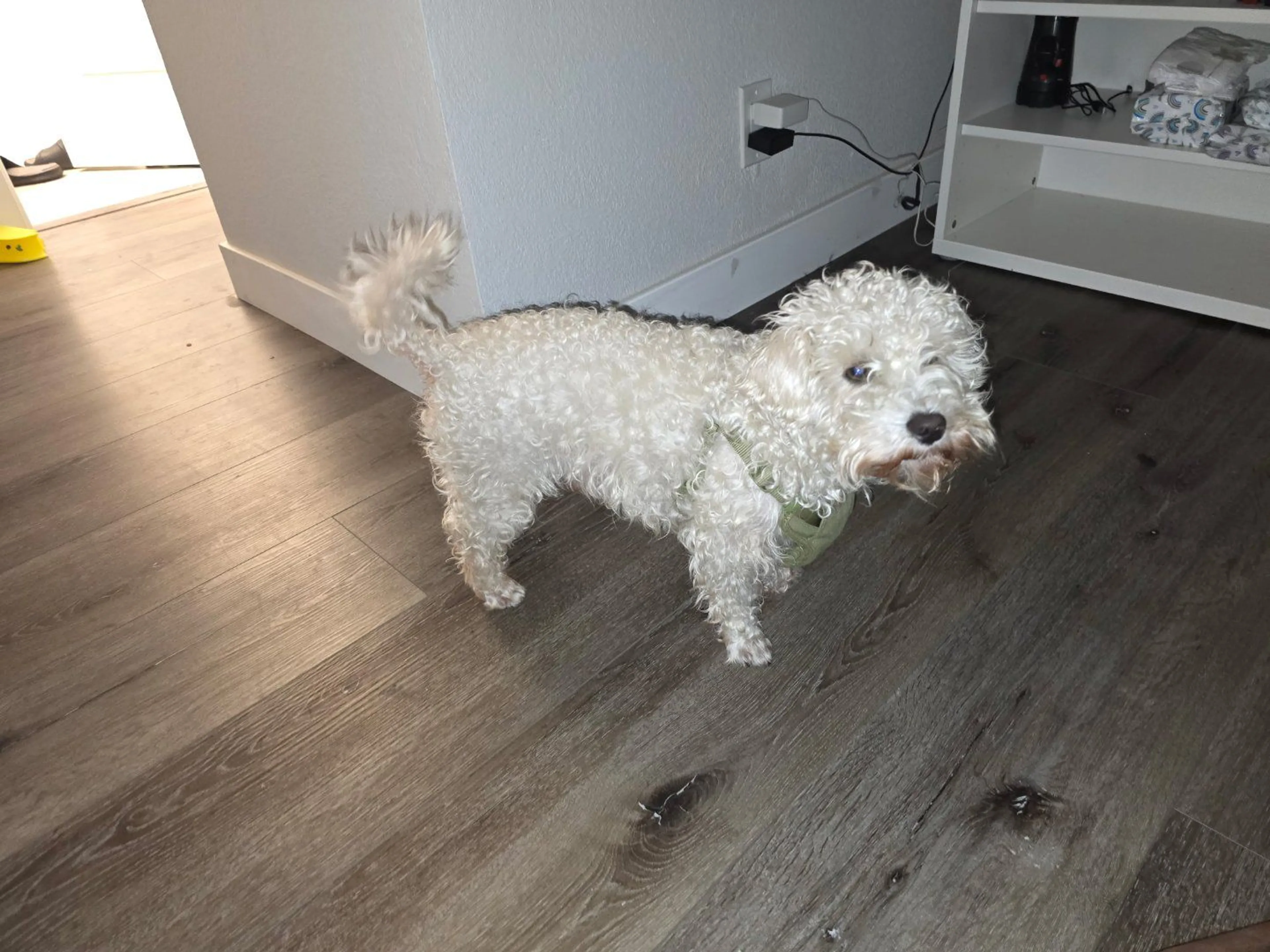 Lost pet-0