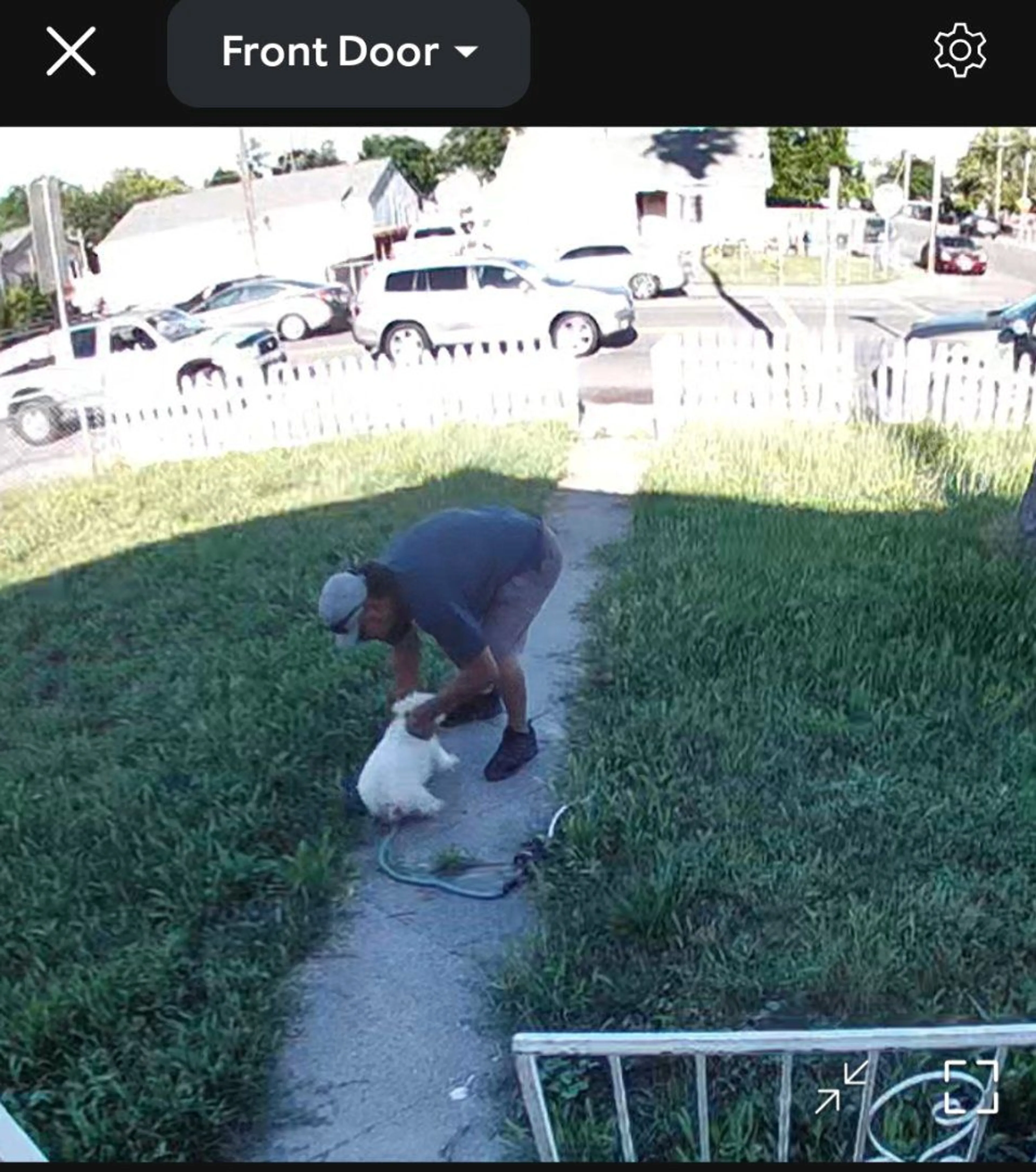 Lost pet-1