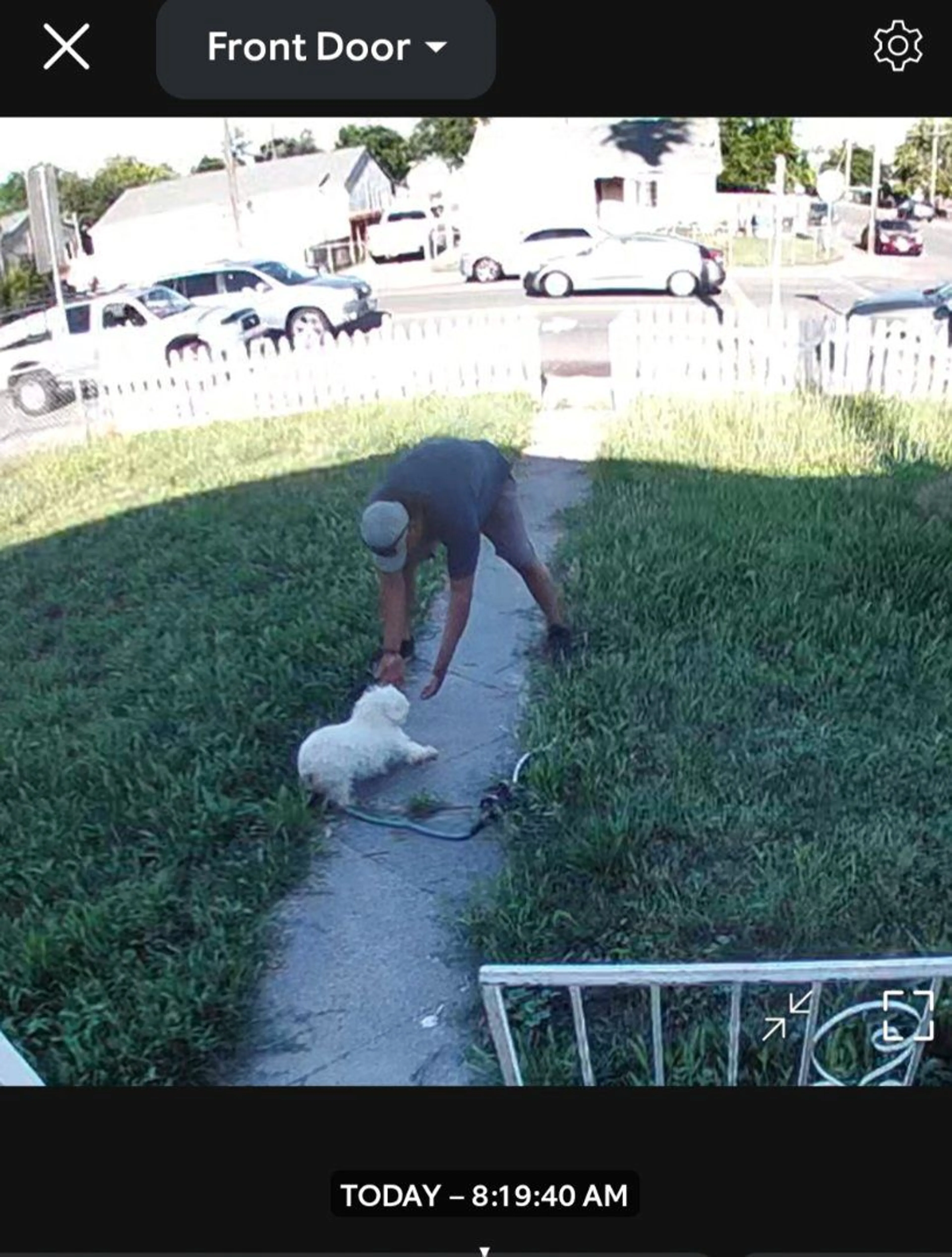 Lost pet-2