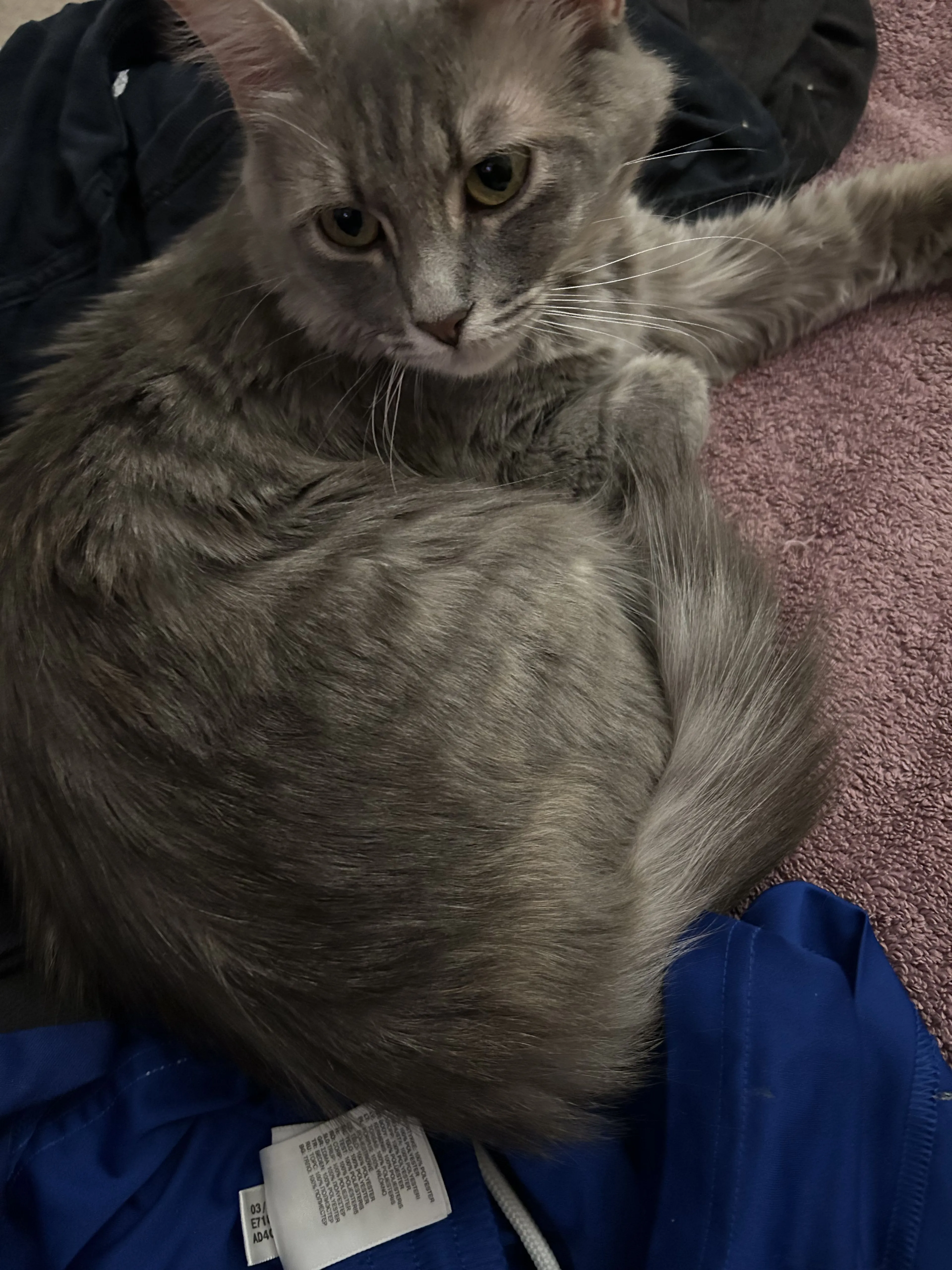 Lost pet-2